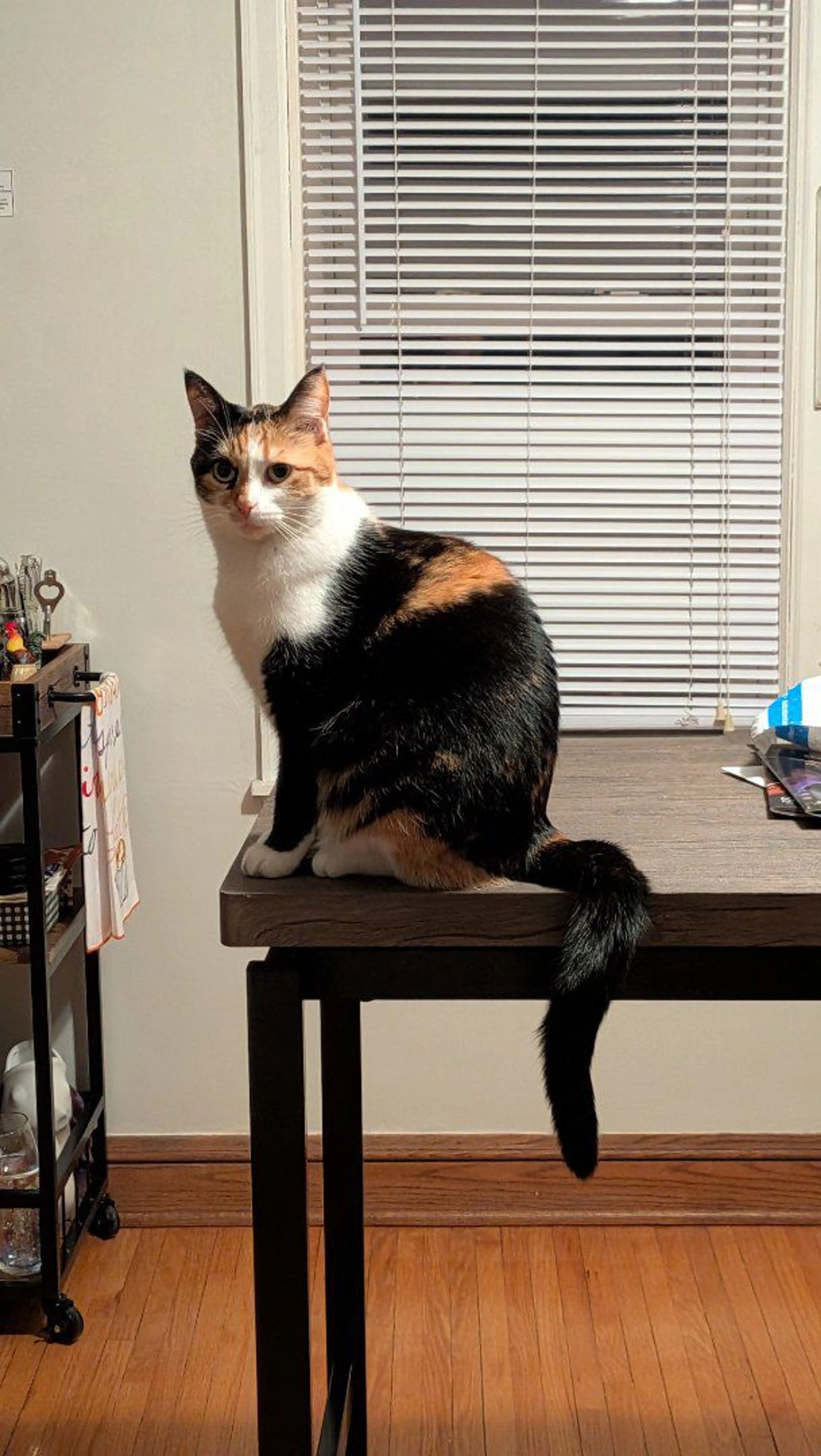 Lost pet-4
