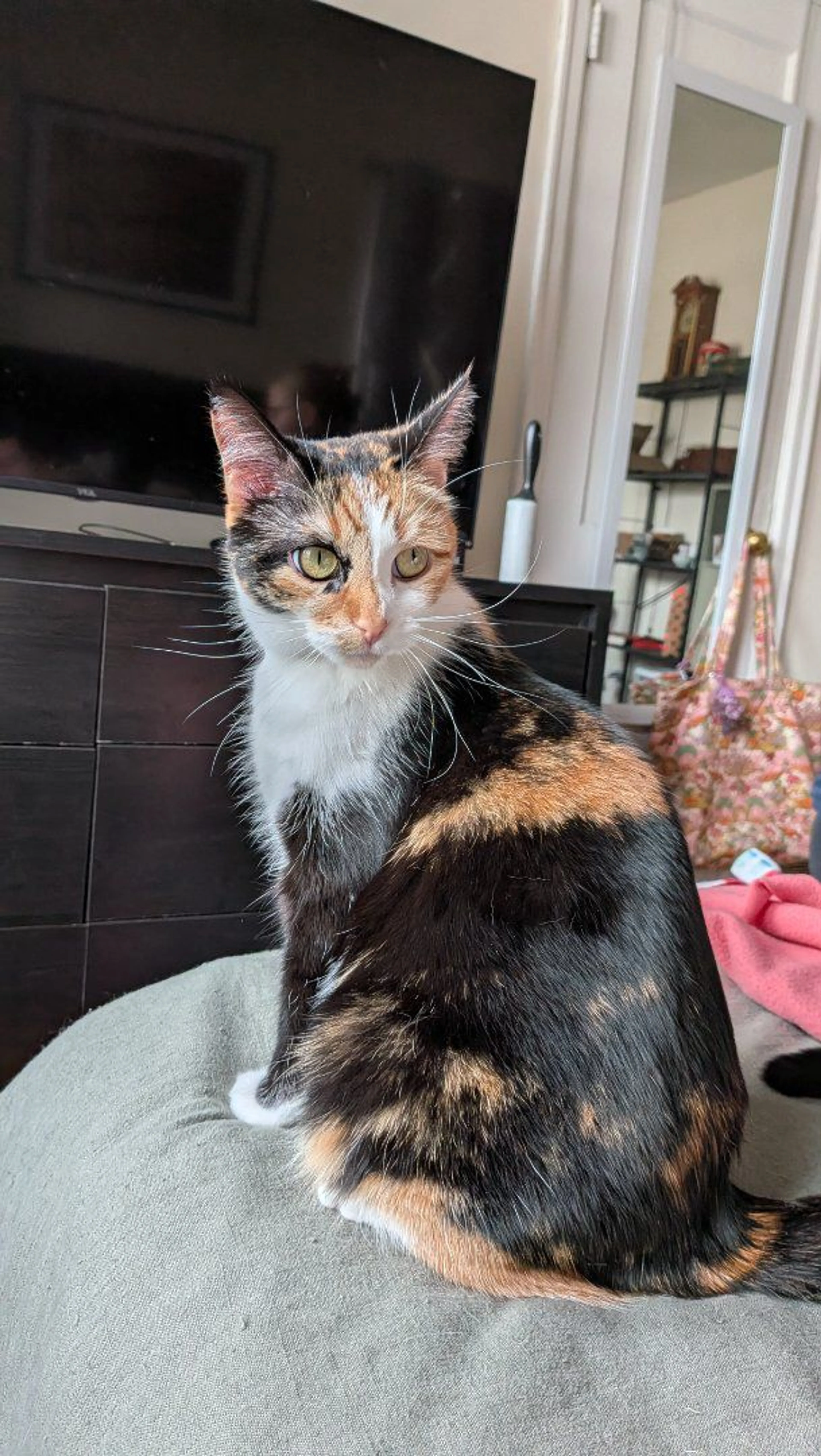 Lost pet-3