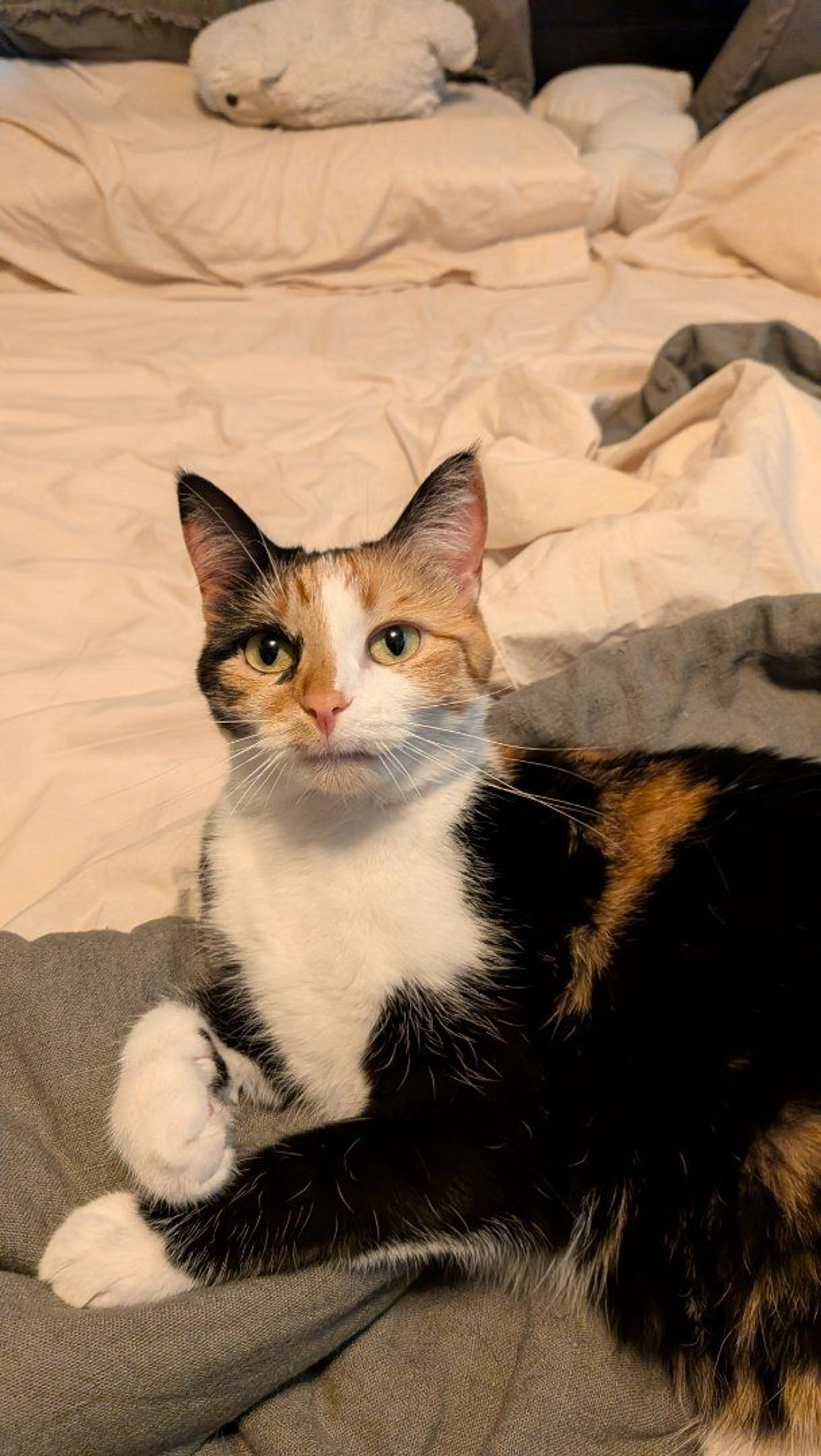 Lost pet-0