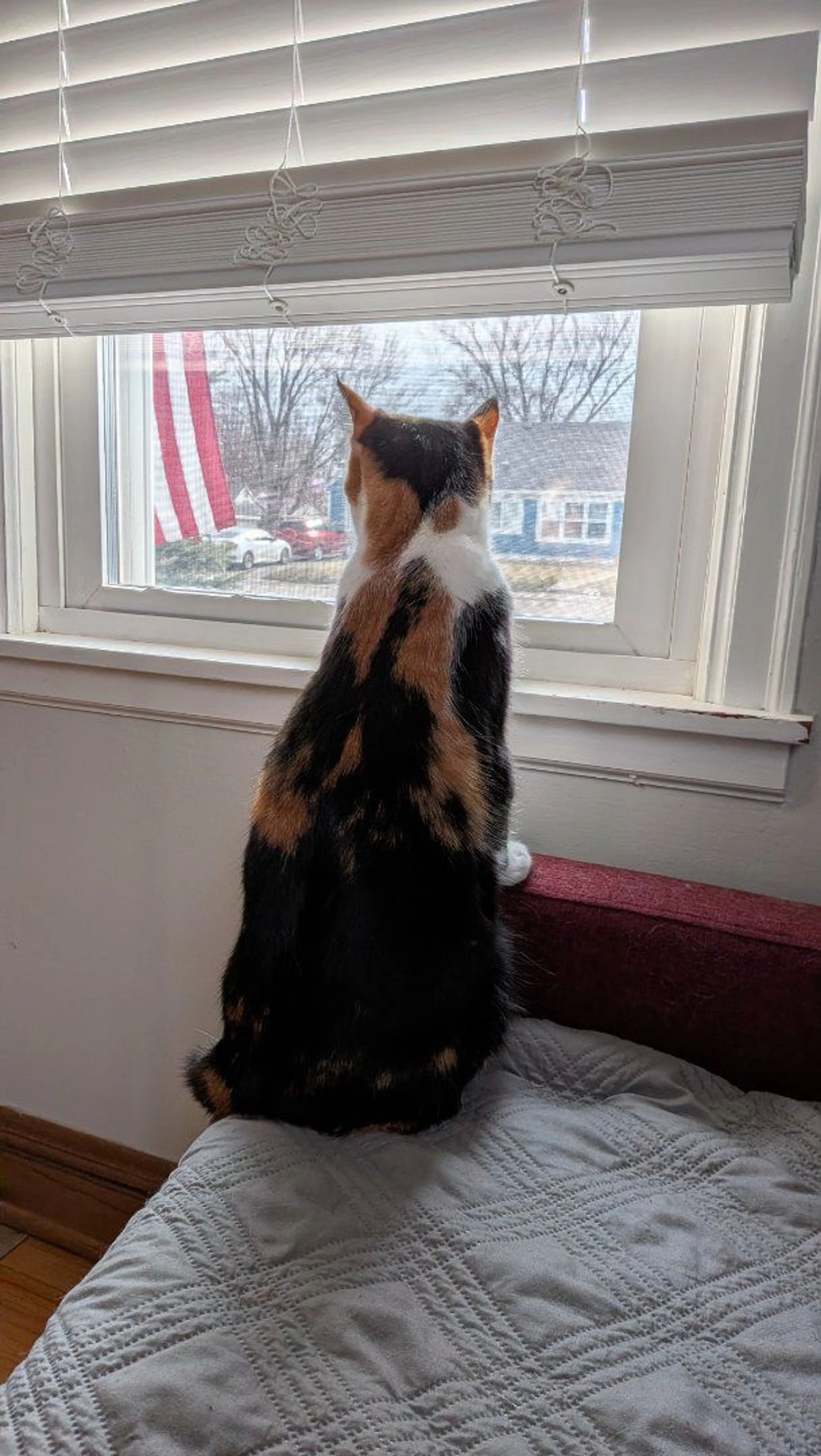 Lost pet-2