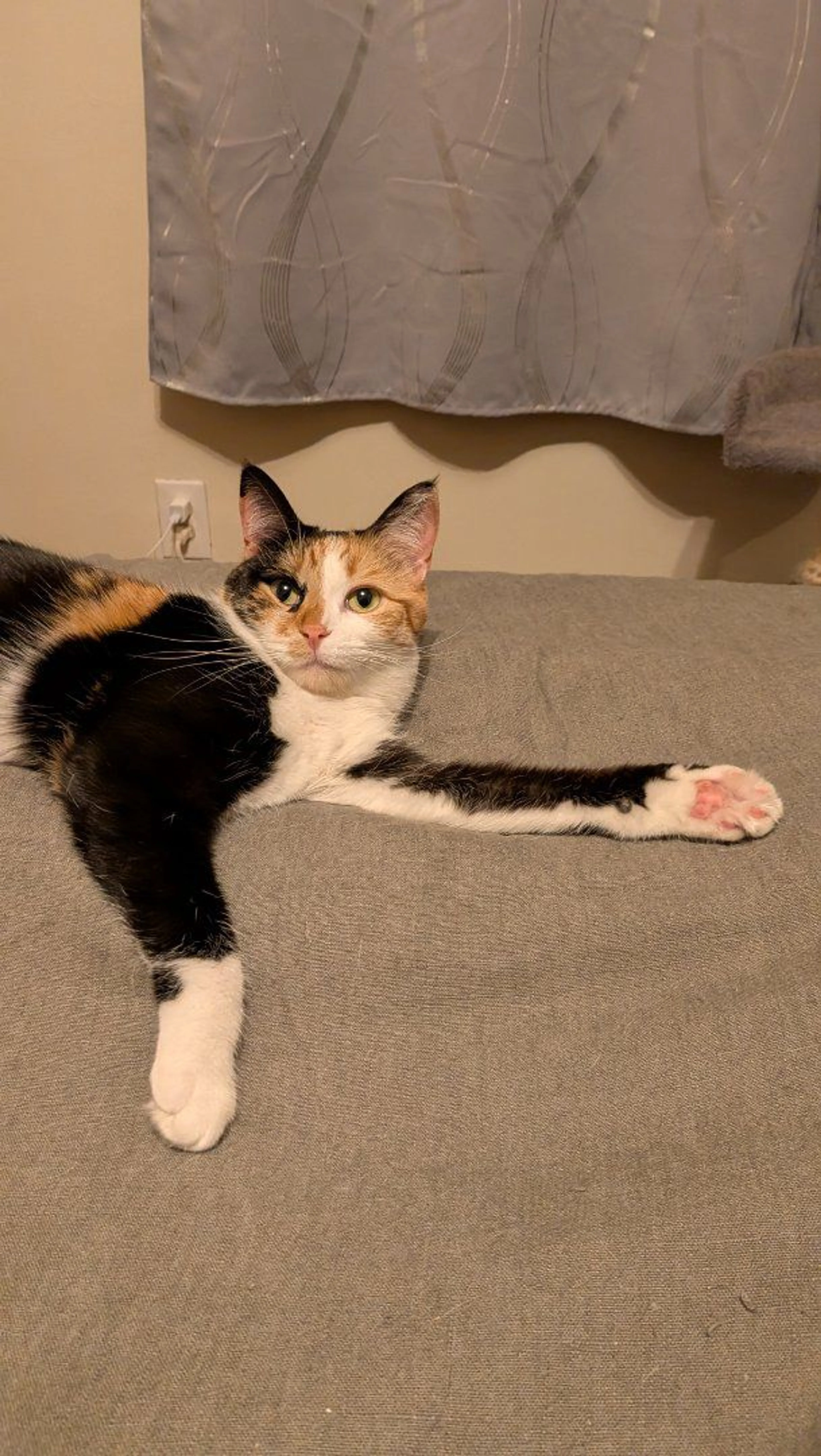 Lost pet-1
