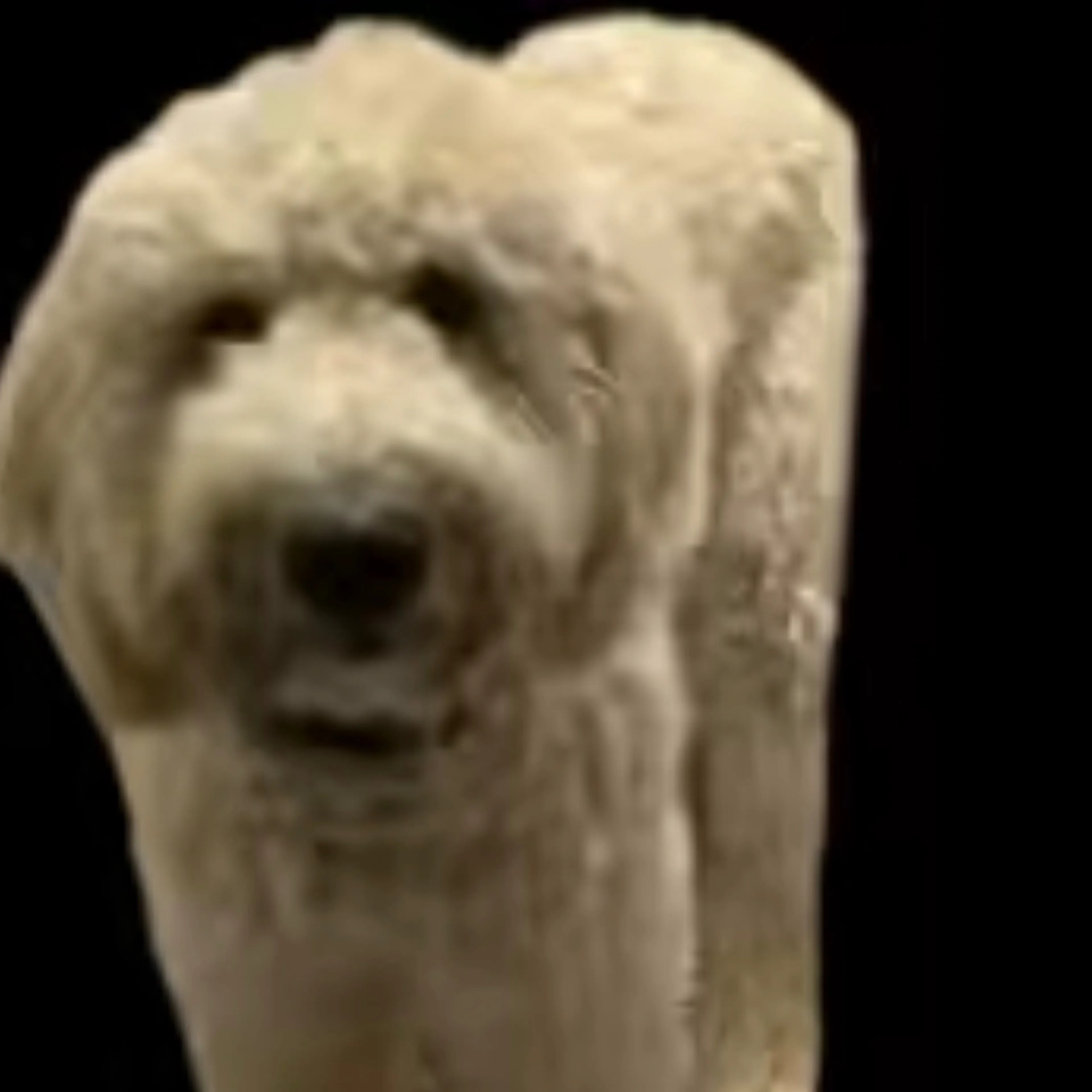 Lost pet-1