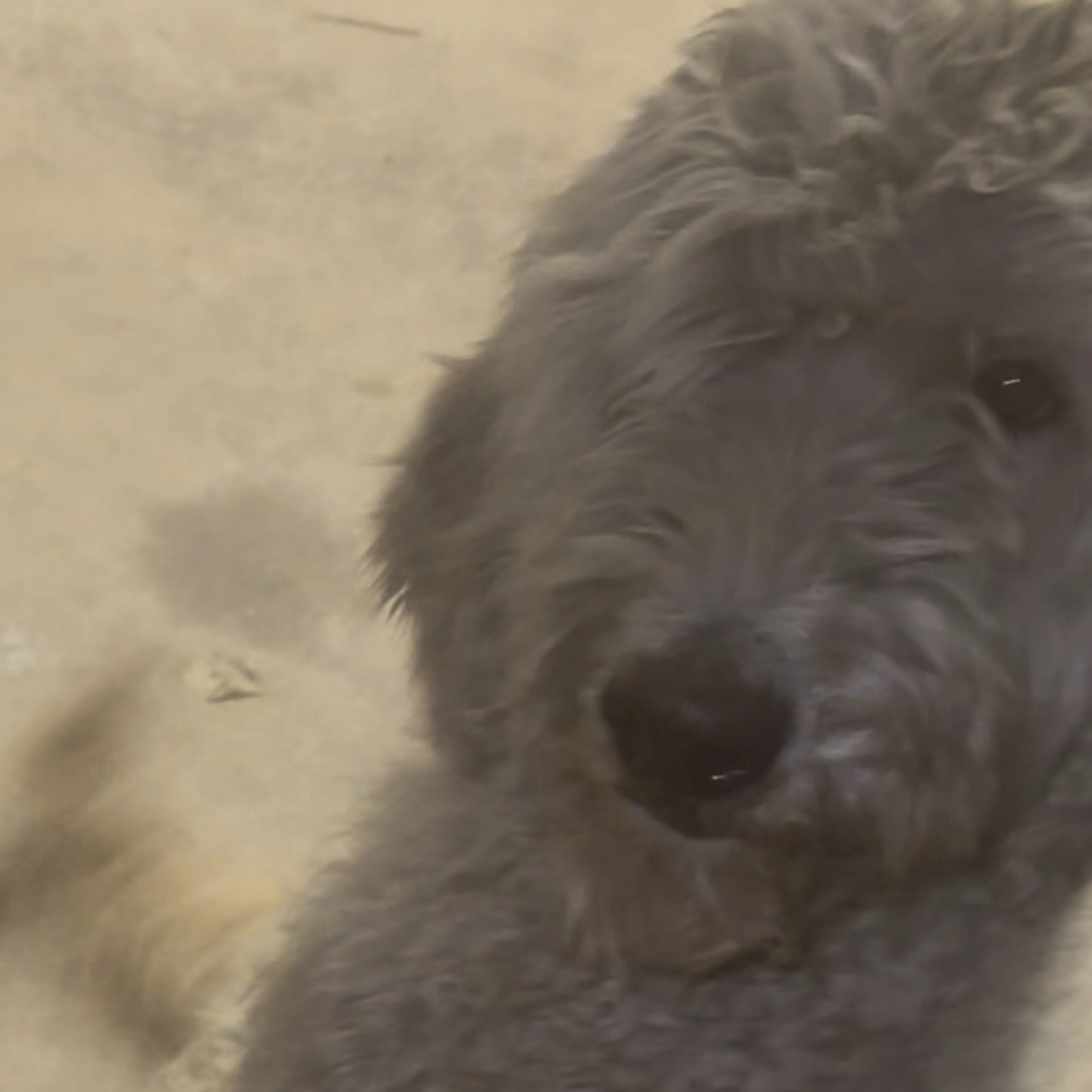 Lost pet-2