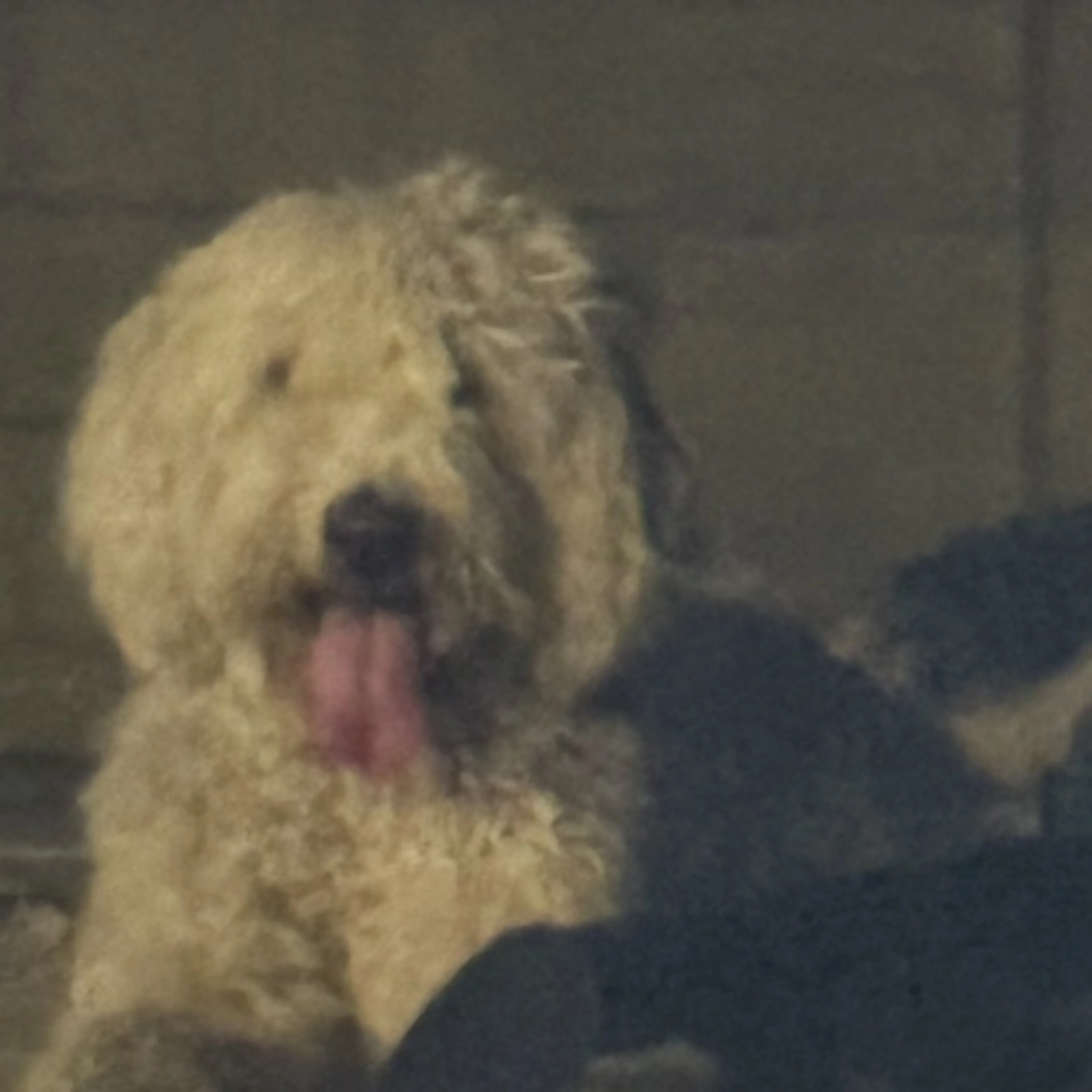 Lost pet-0