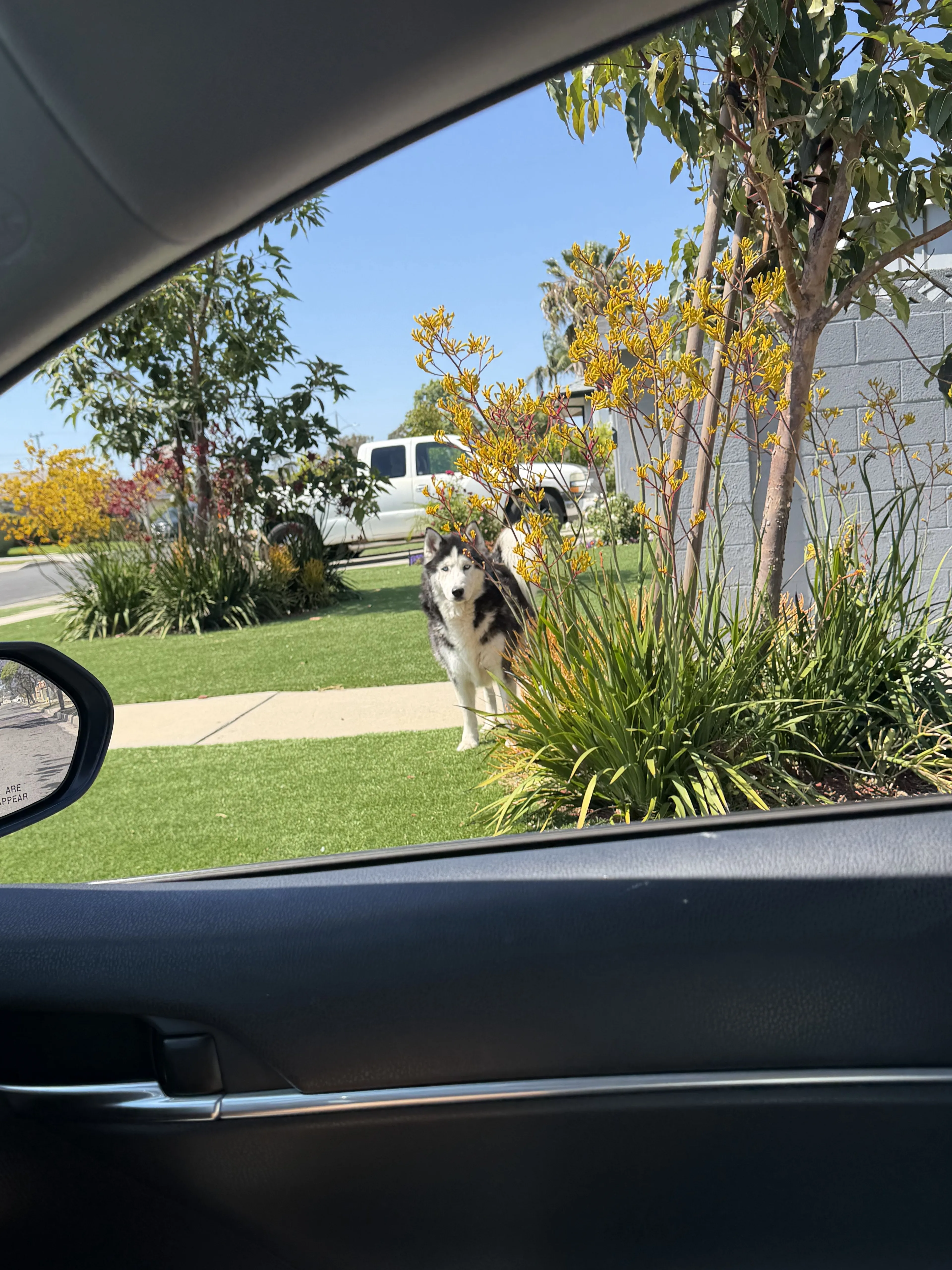 Lost pet