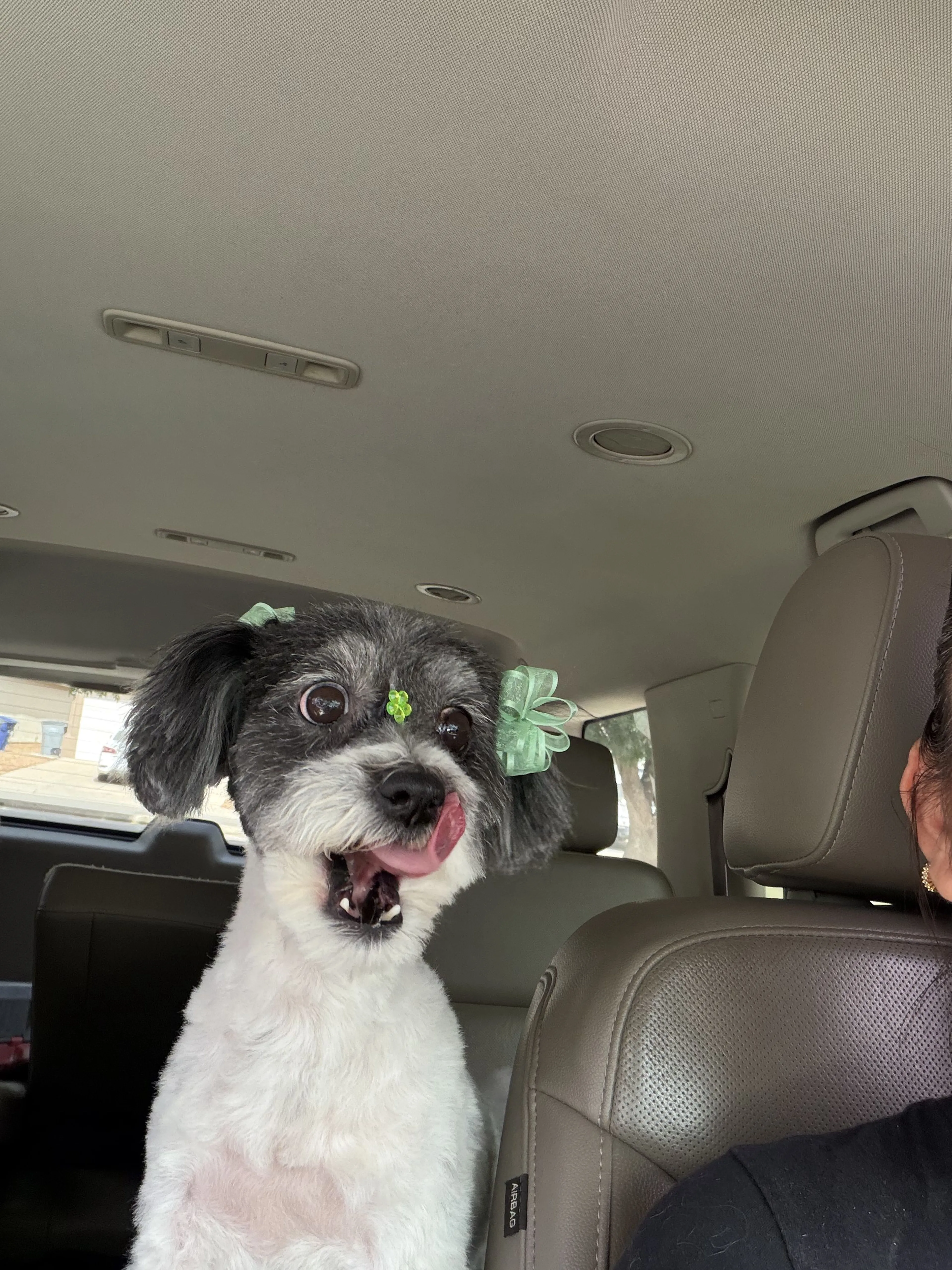 Lost pet-1