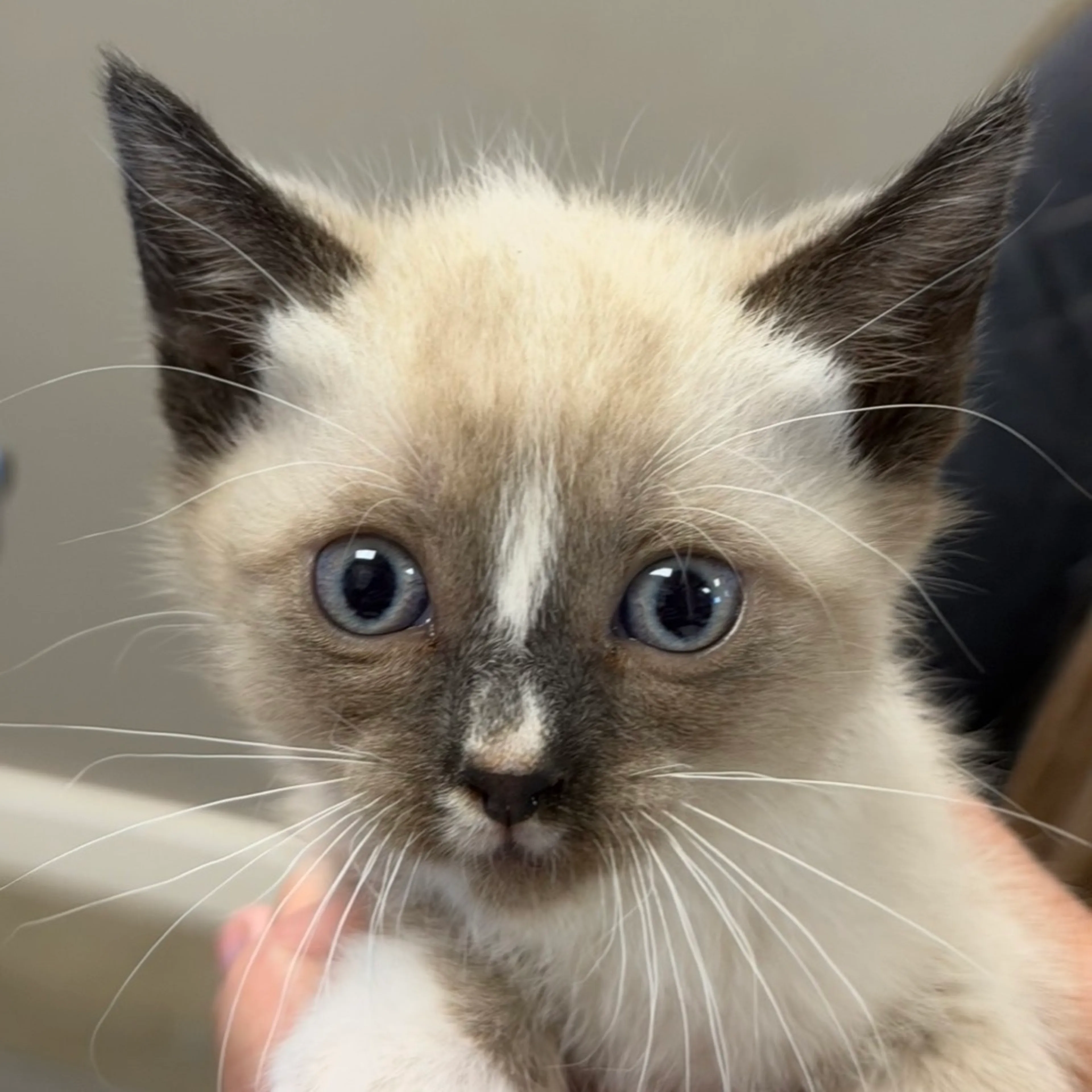 Found pet