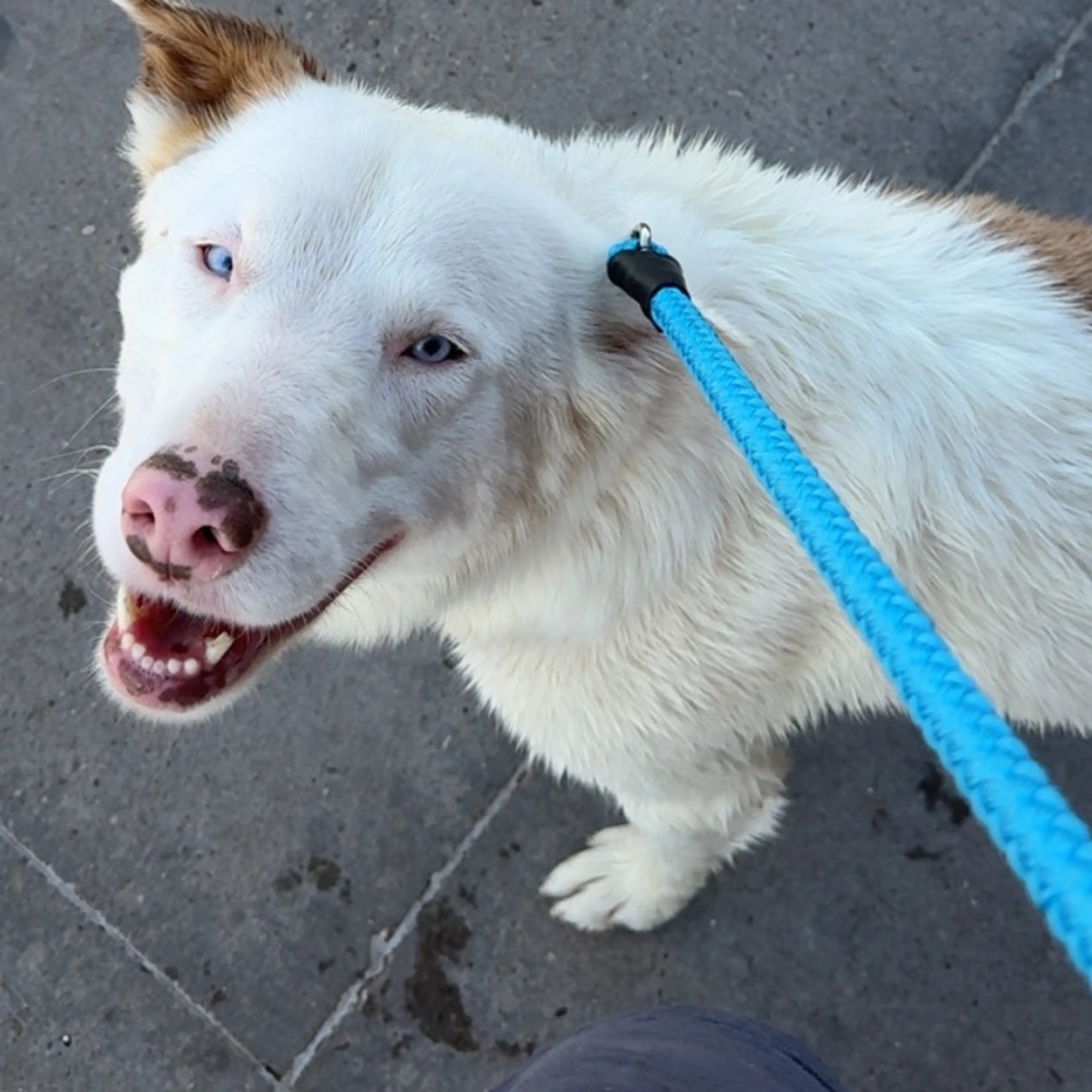 Found pet-3