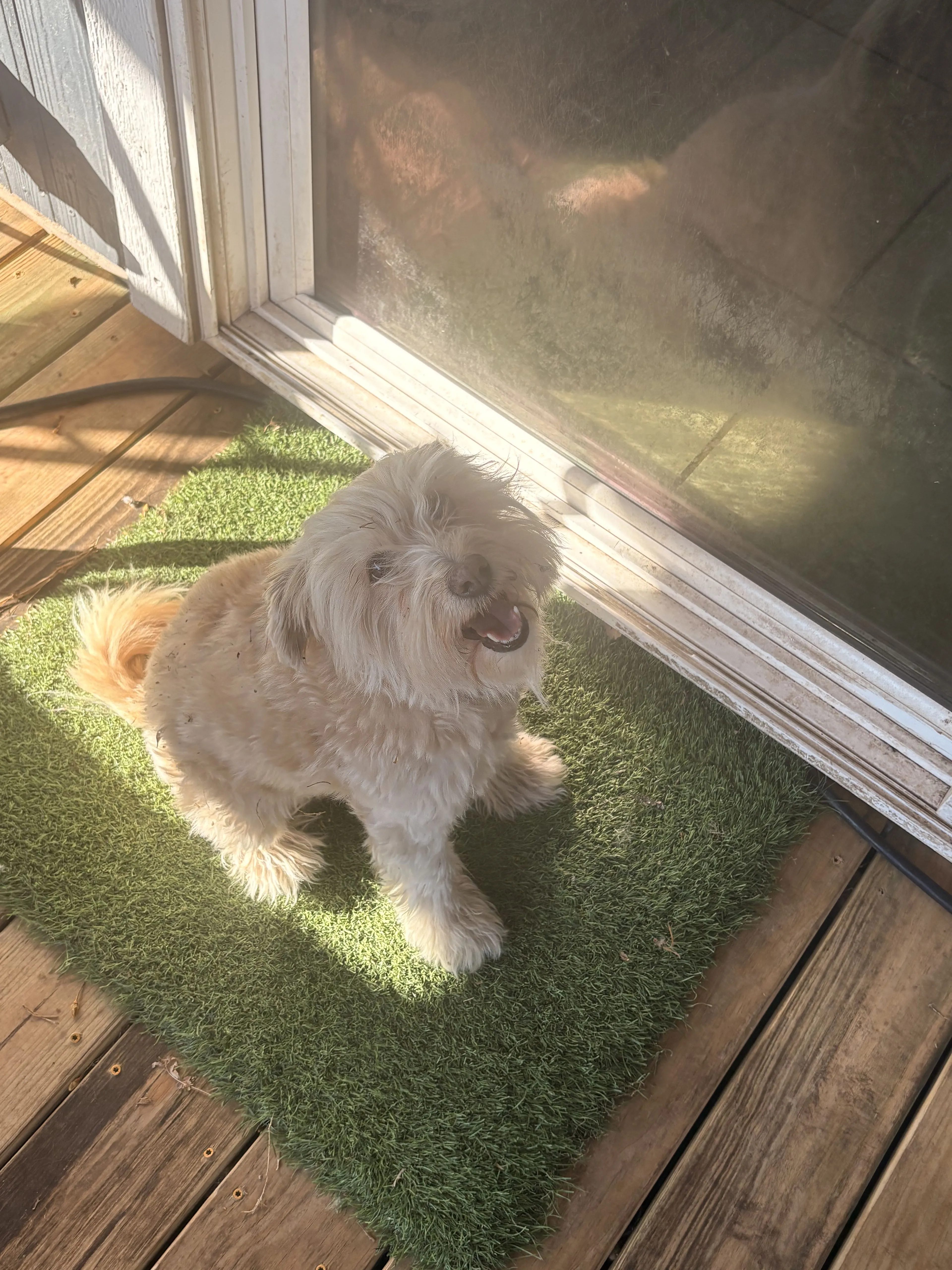 Lost pet-1