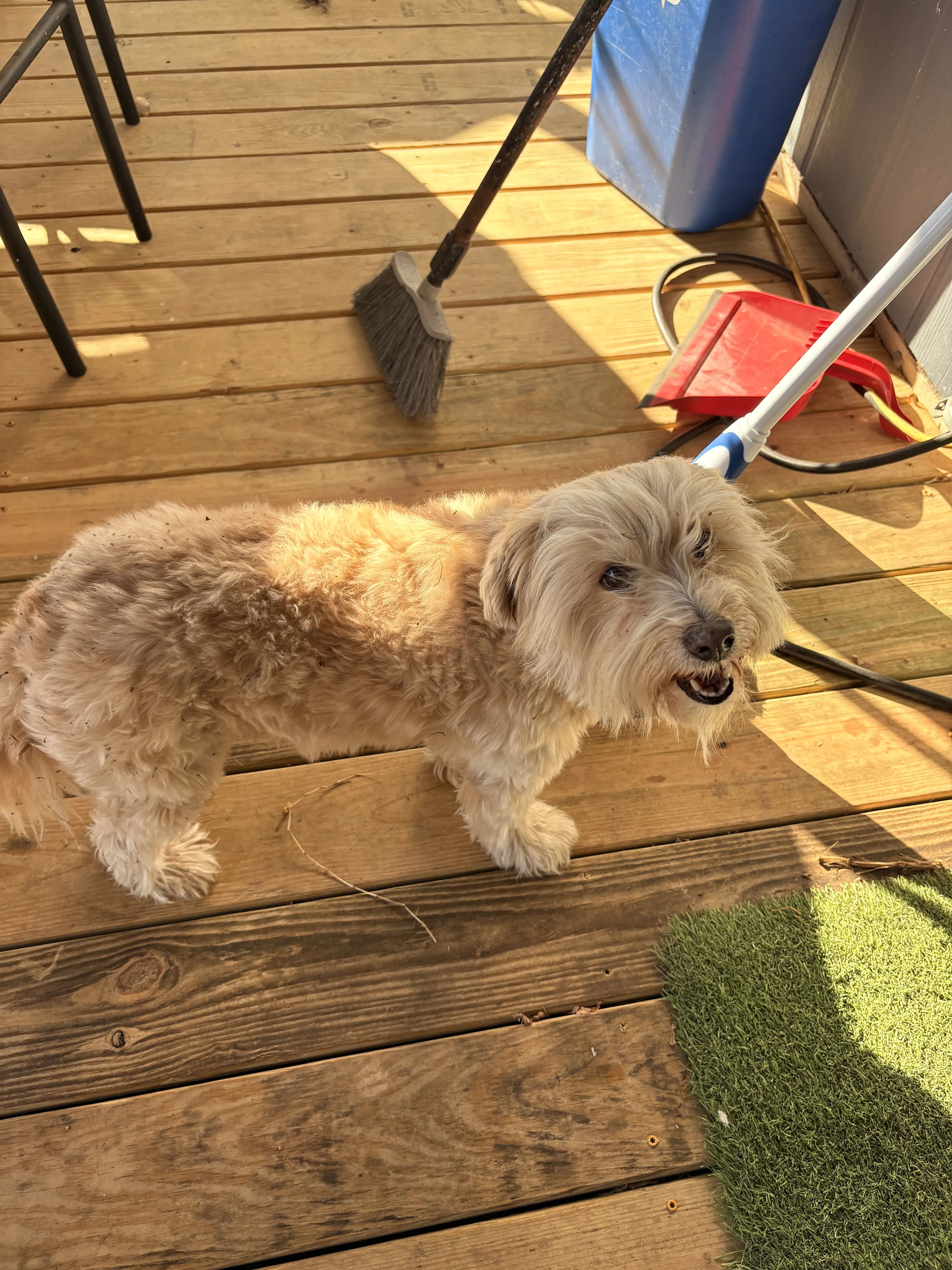 Lost pet-0