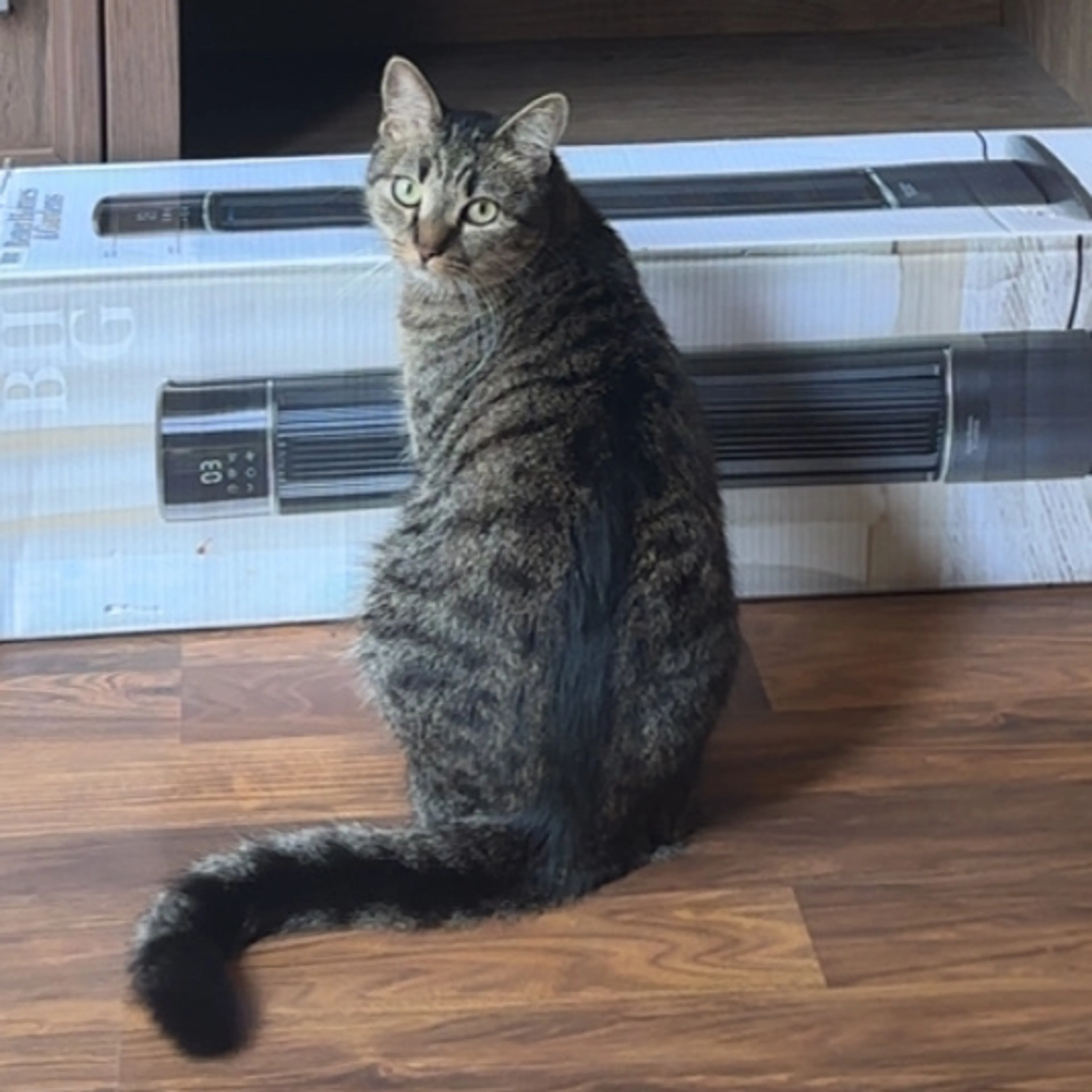 Lost pet-3