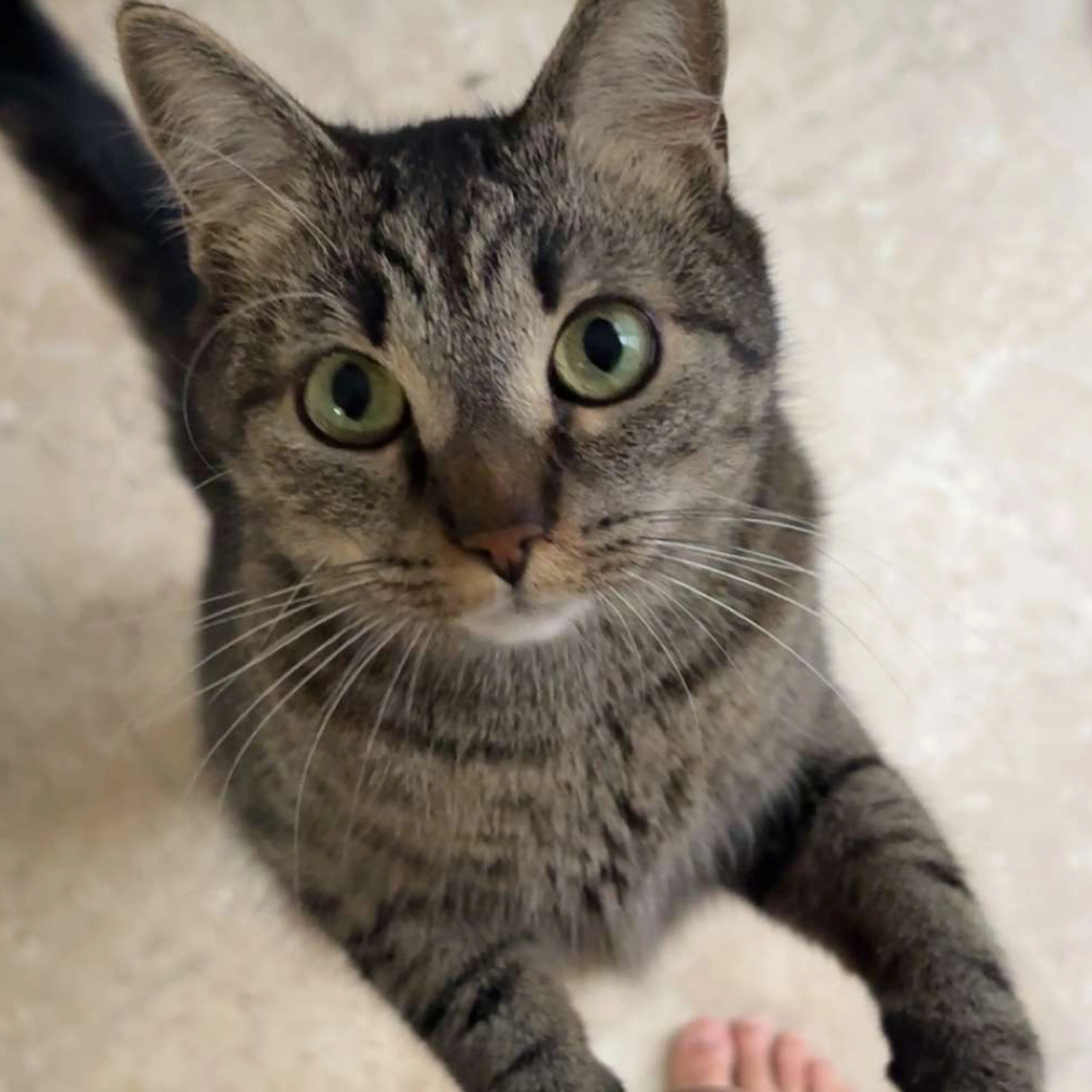 Lost pet-2