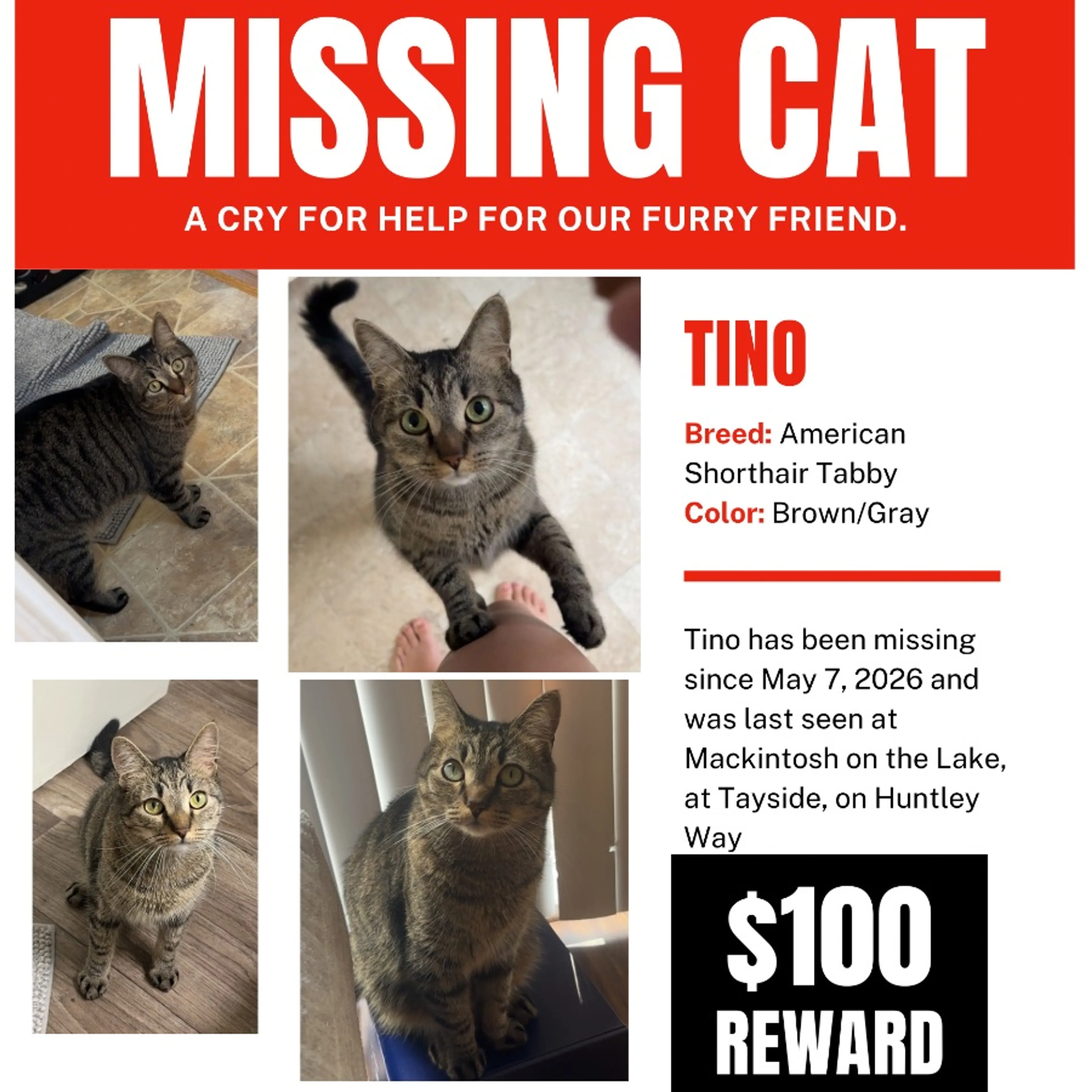Lost pet-0