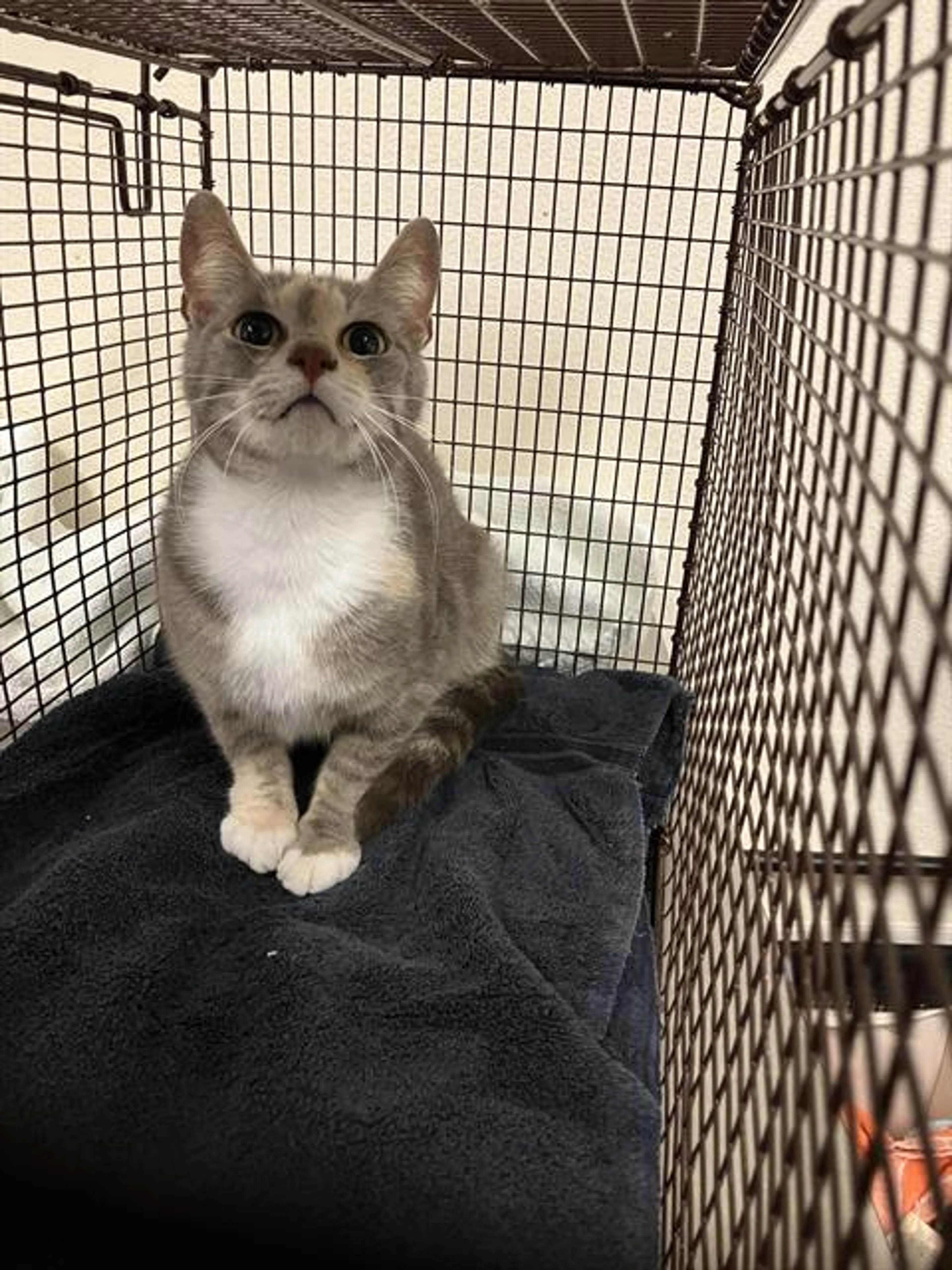 Found pet