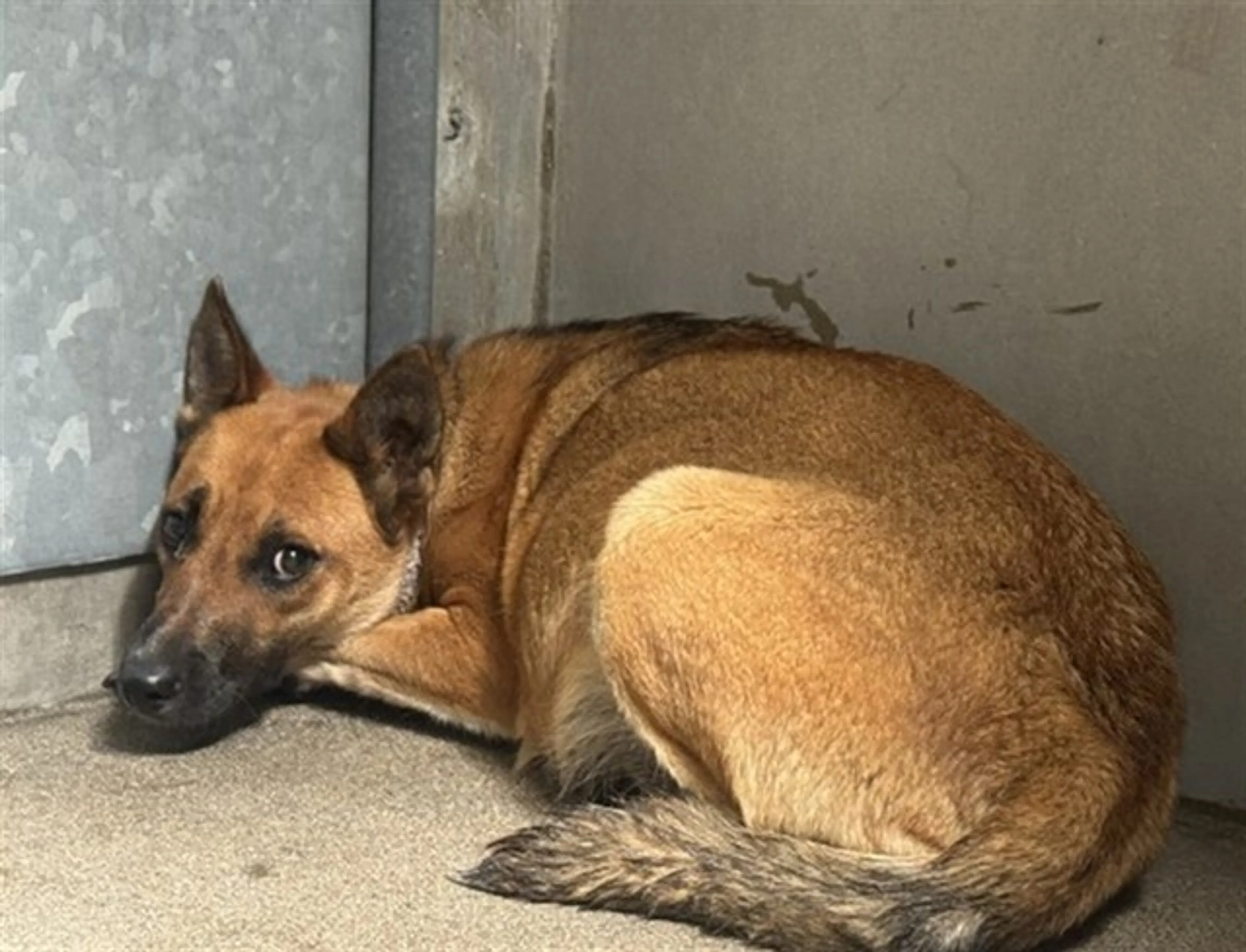 Found pet