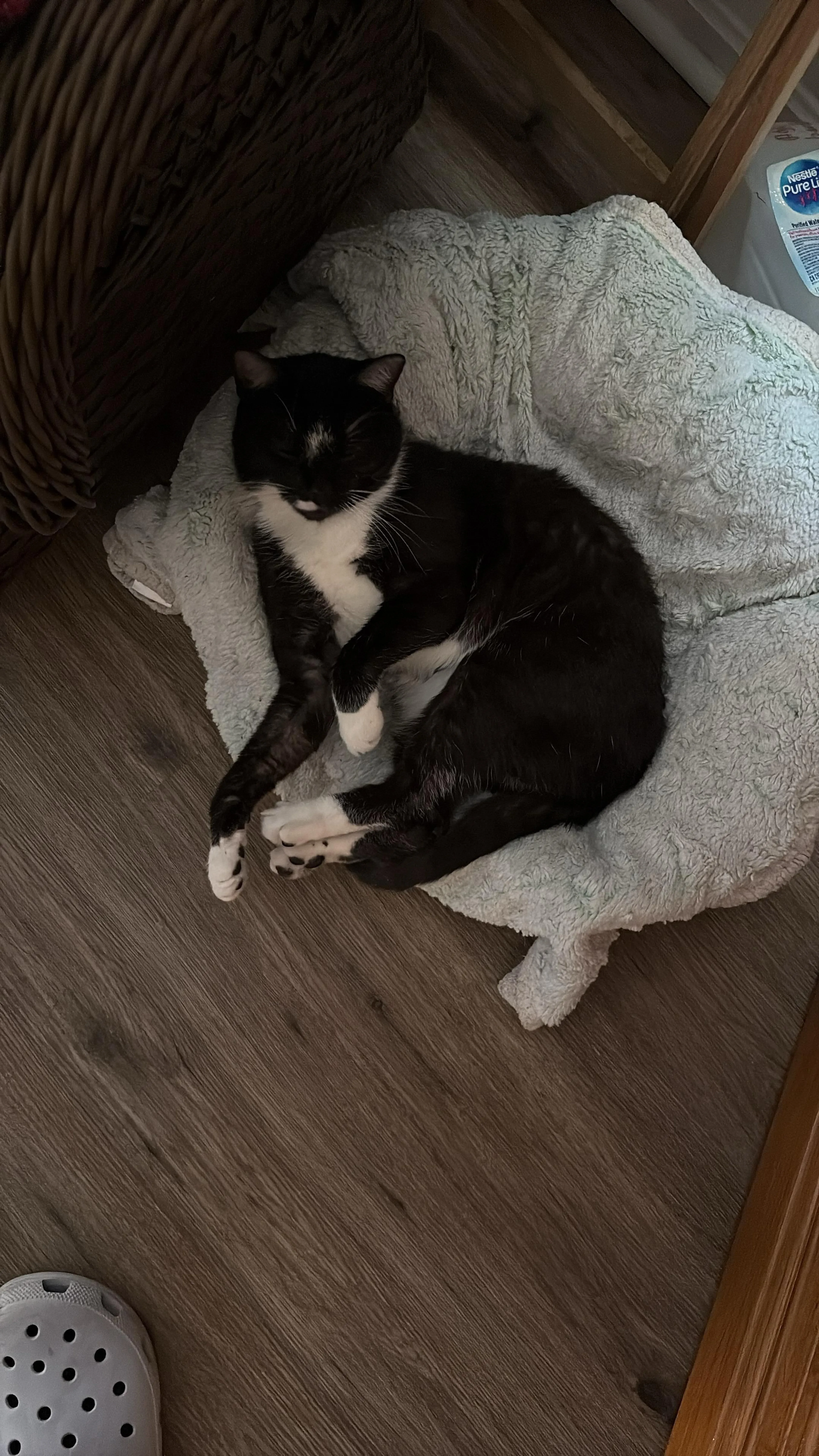 Lost pet-1