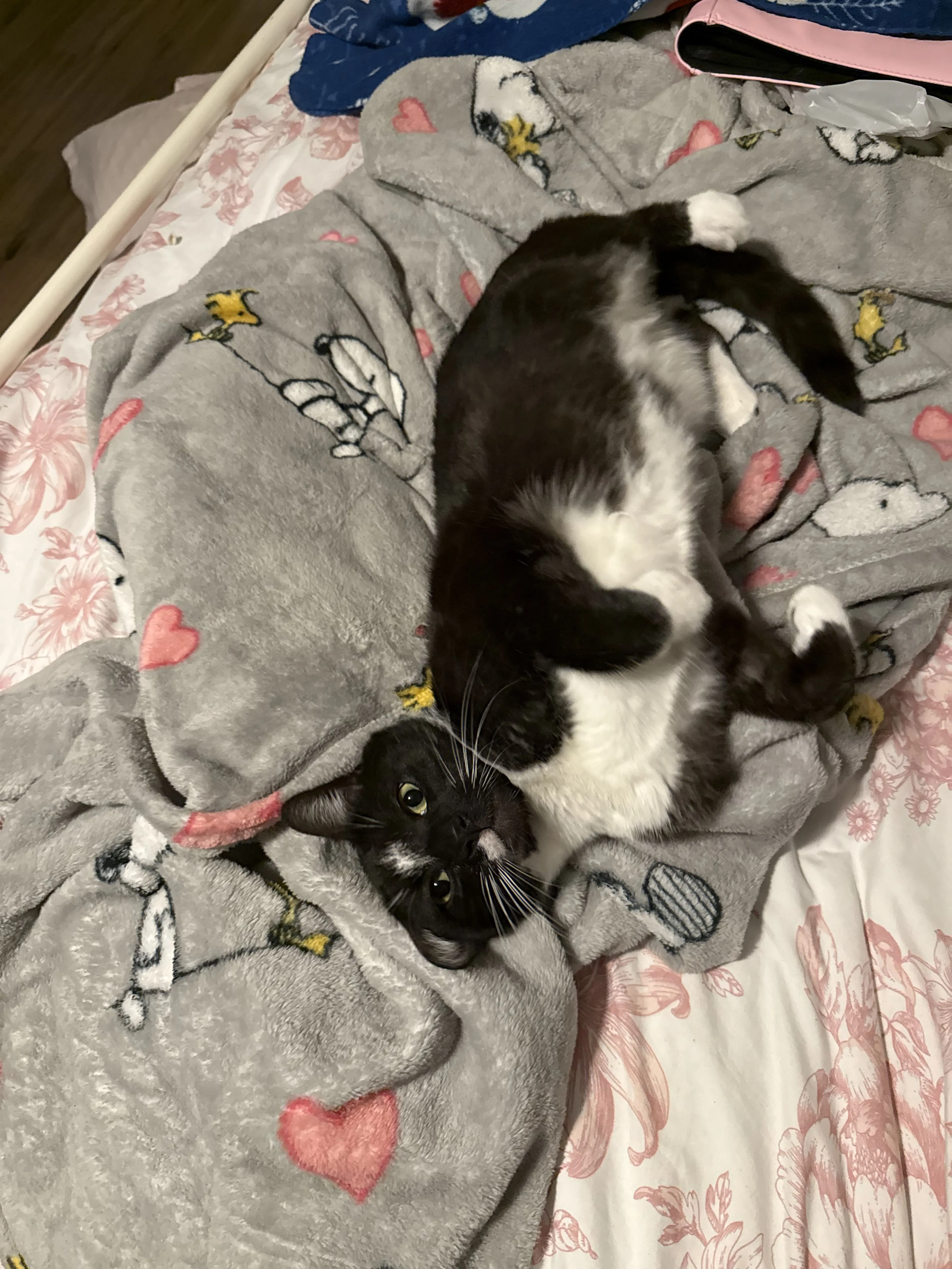 Lost pet-2