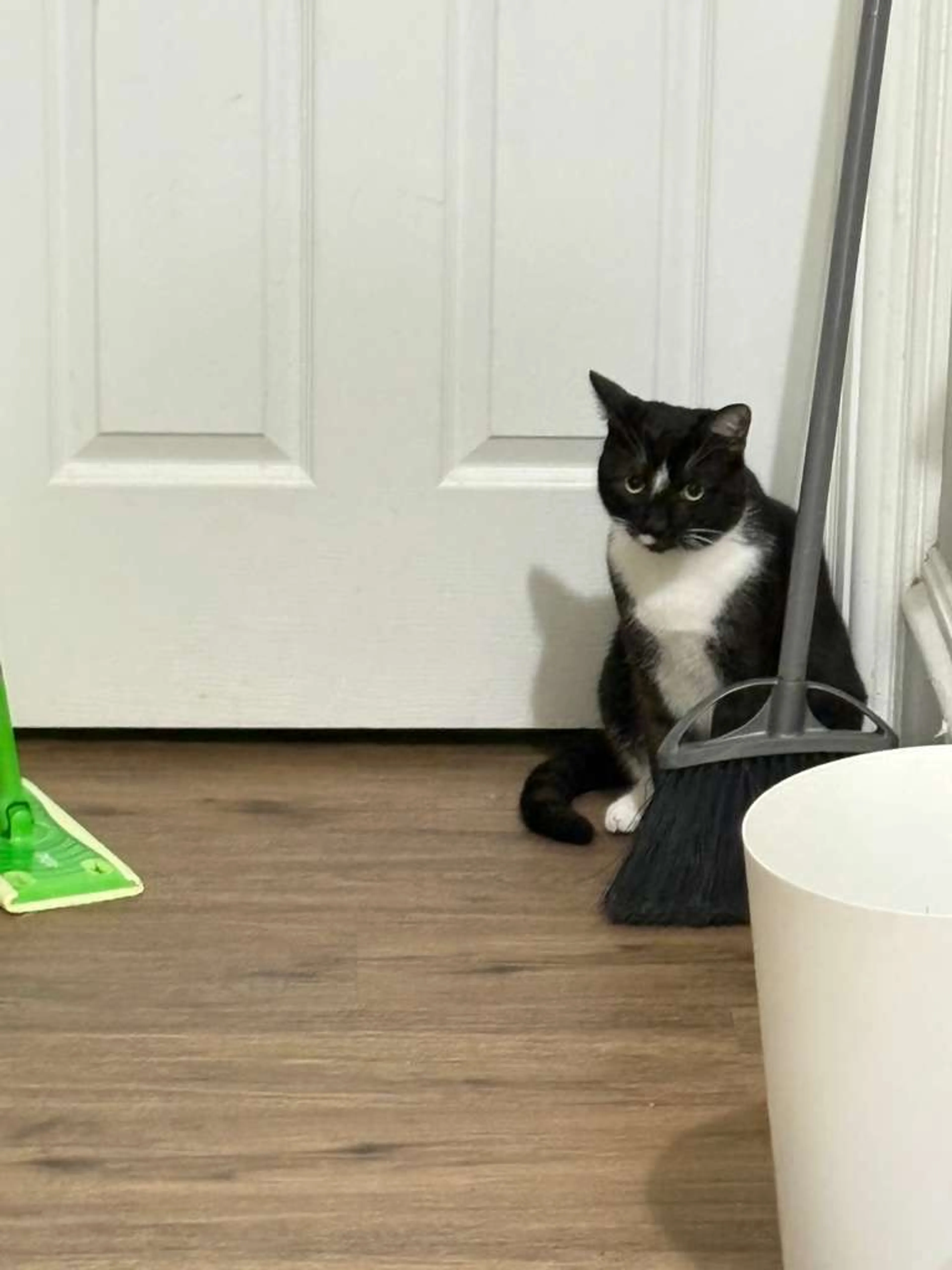 Lost pet-0