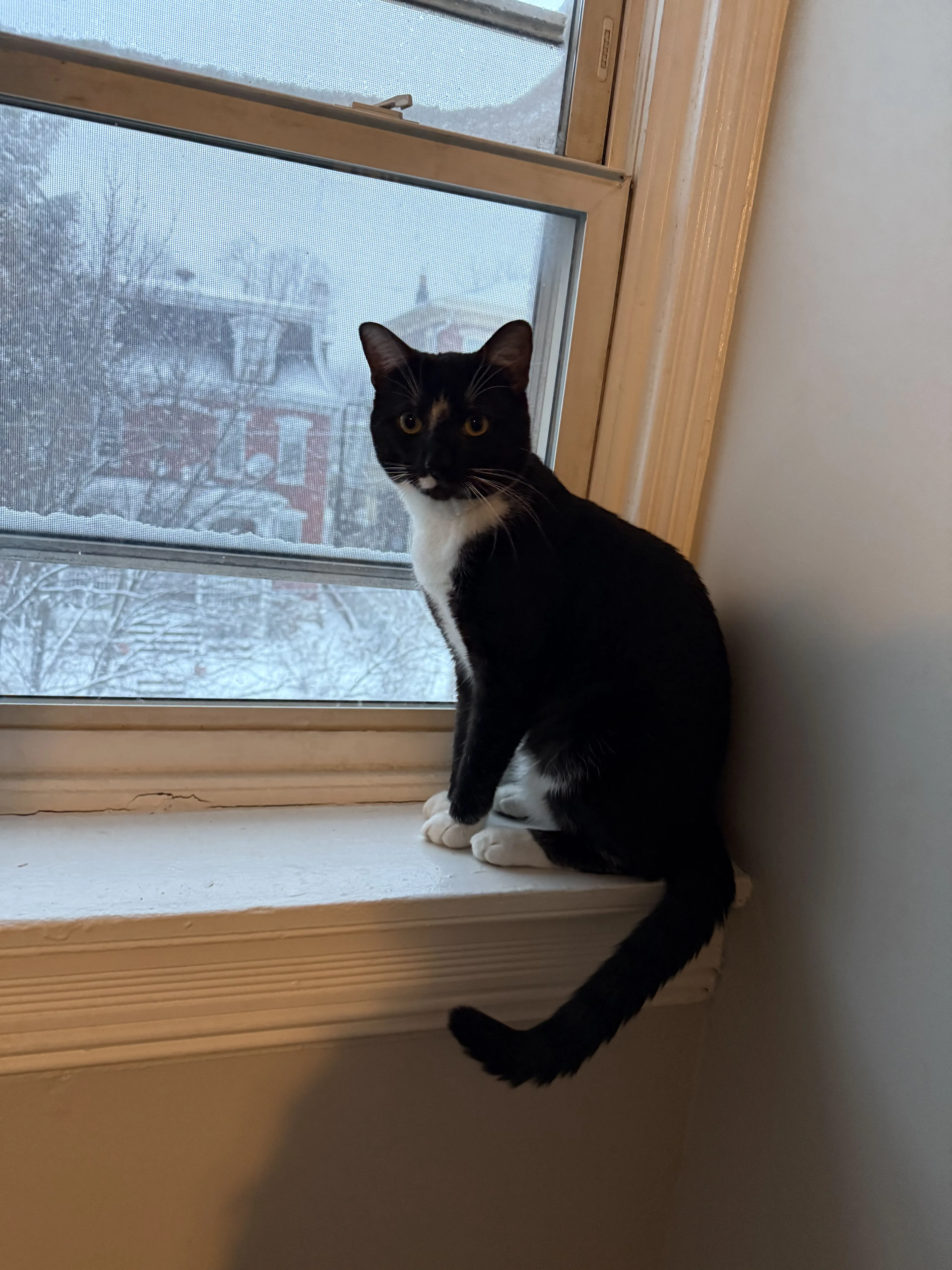 Lost pet-3