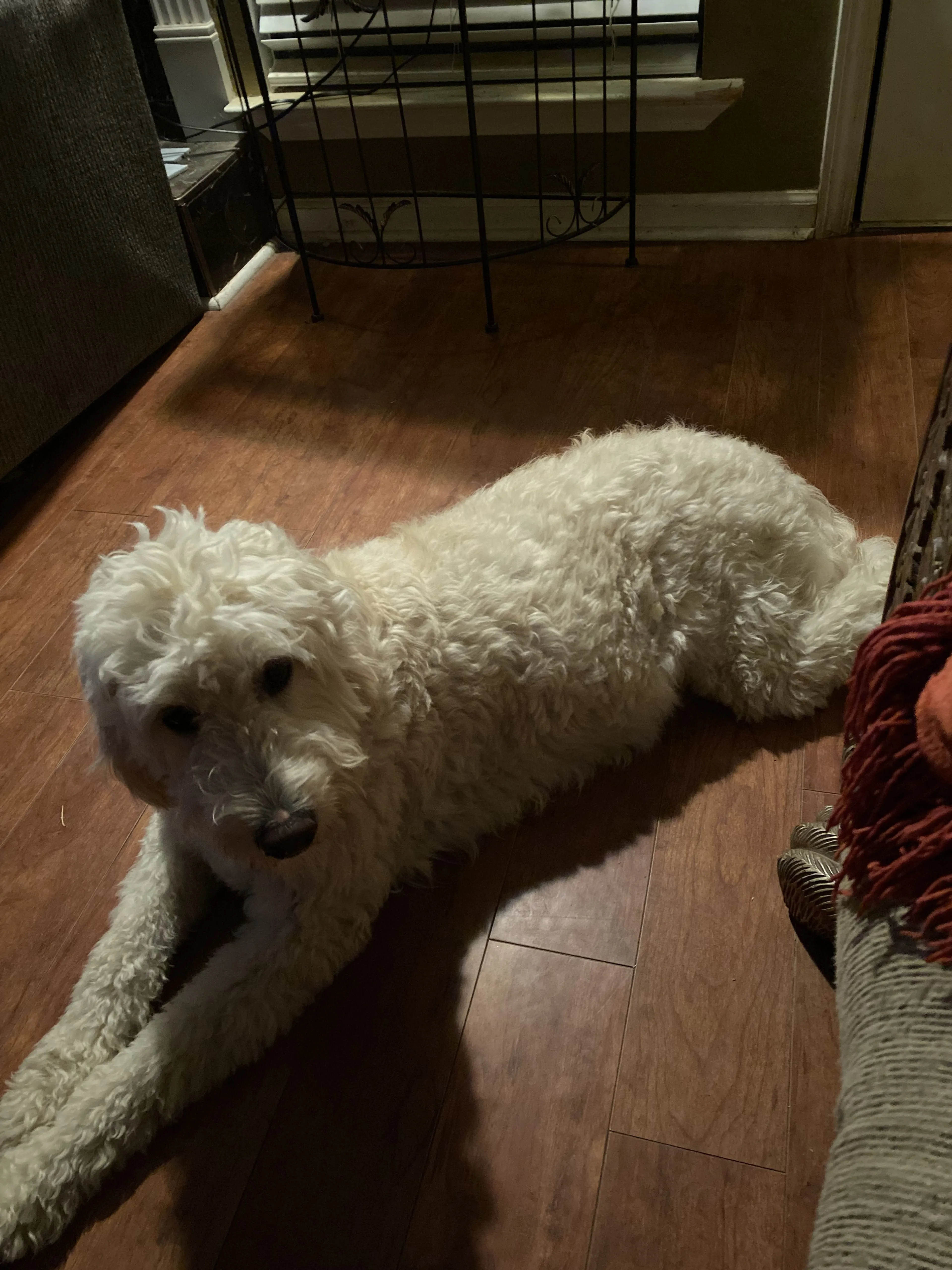 Lost pet