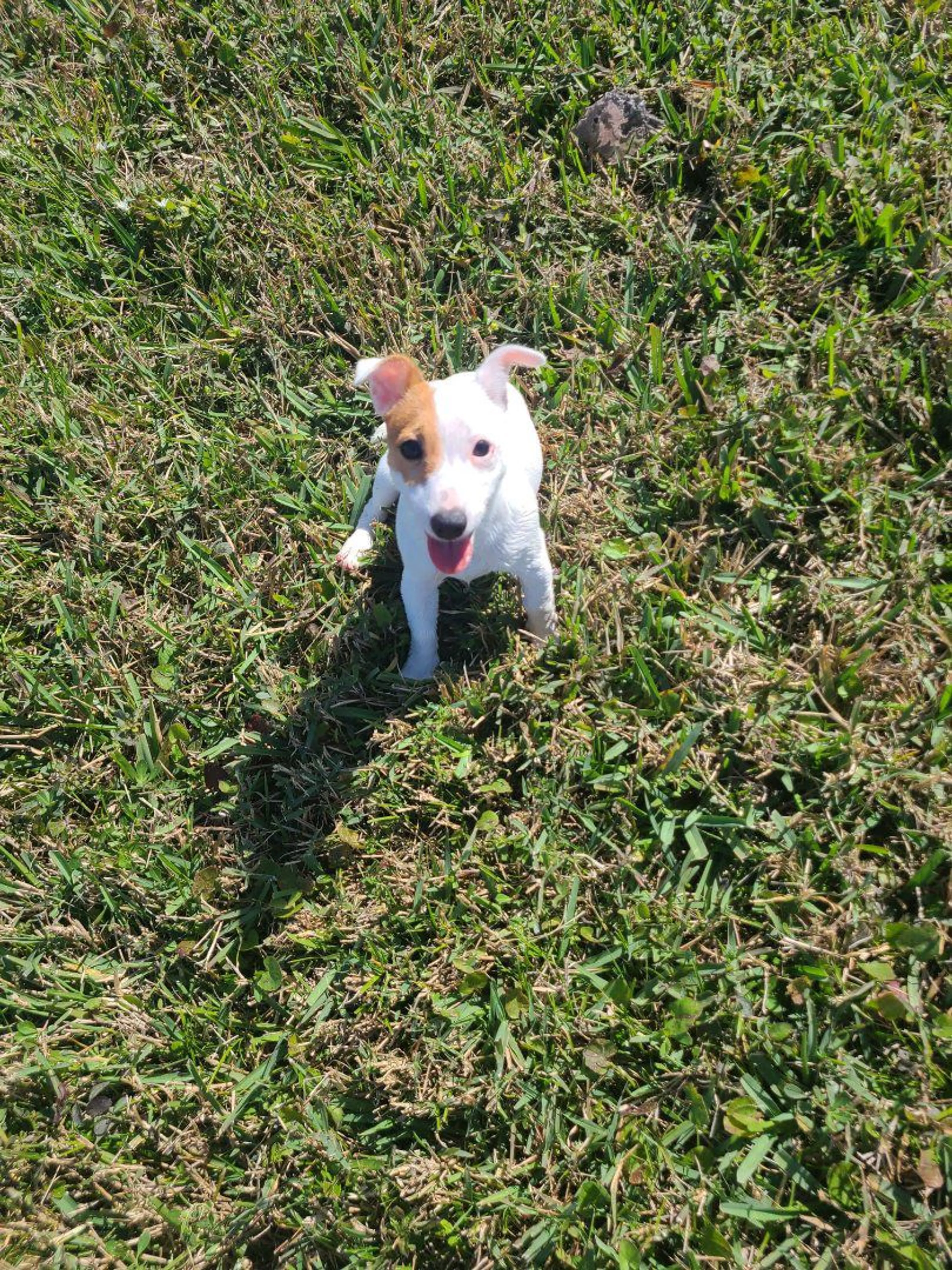 Lost pet-1