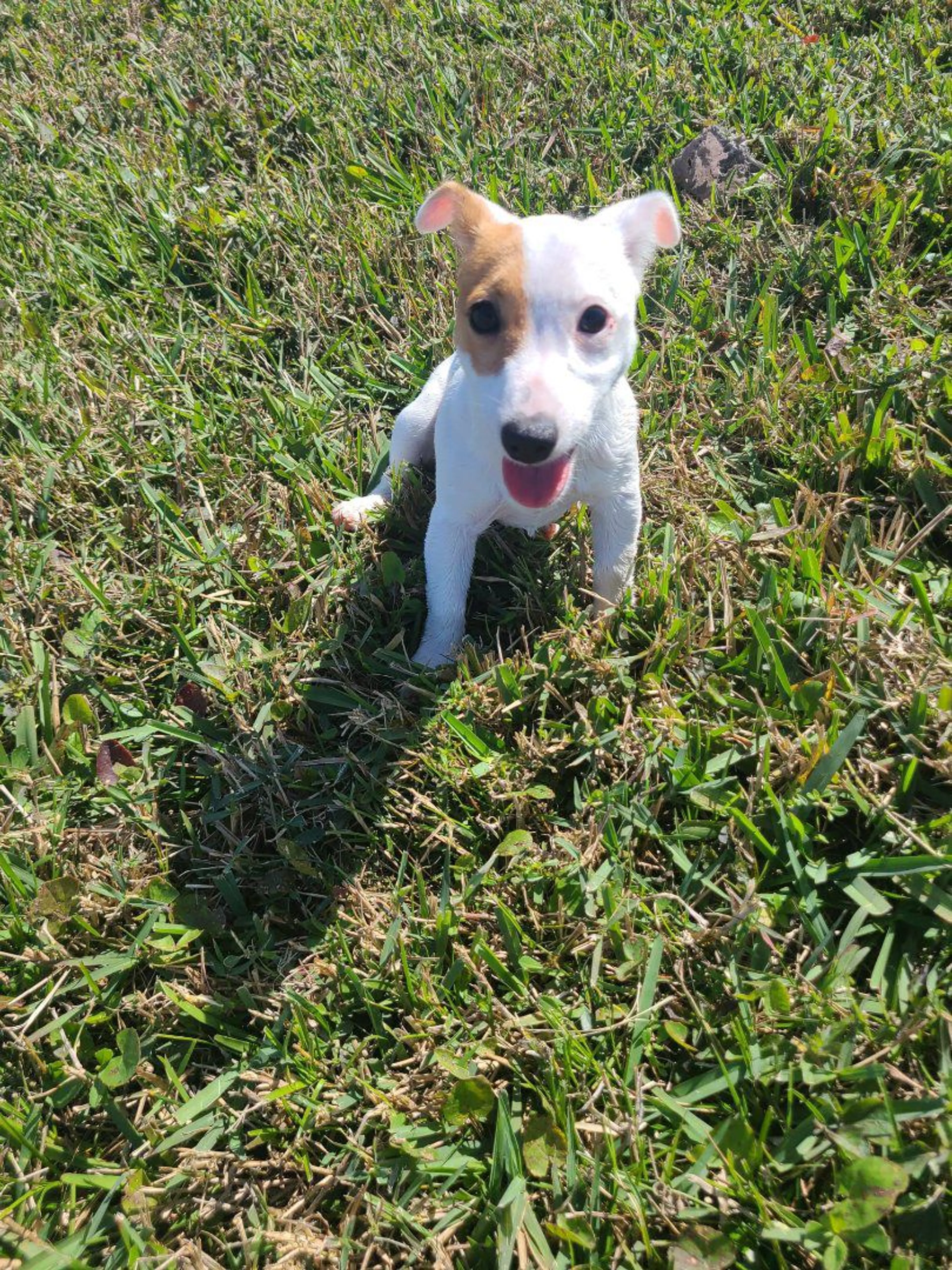 Lost pet-0