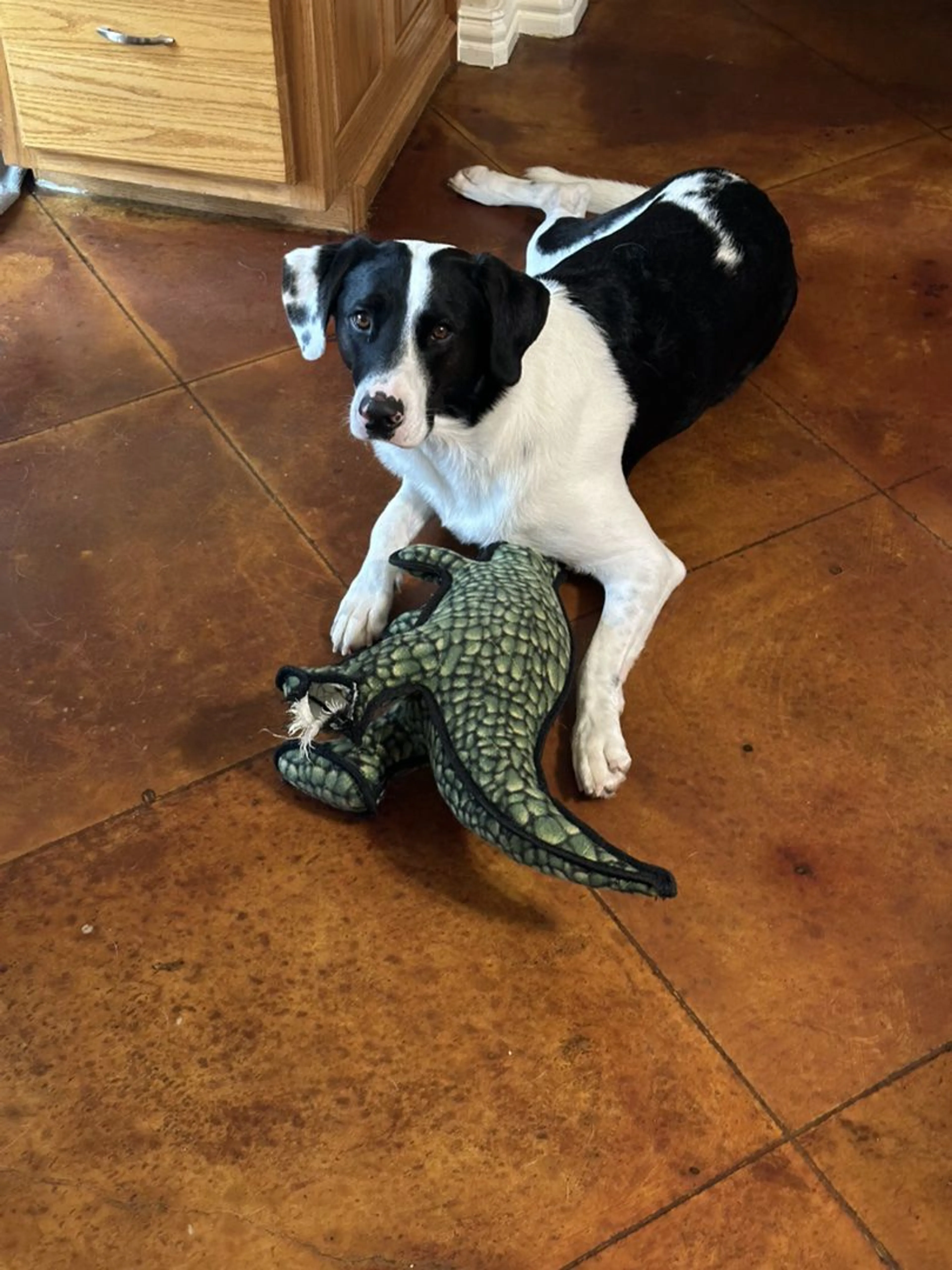 Lost pet-2