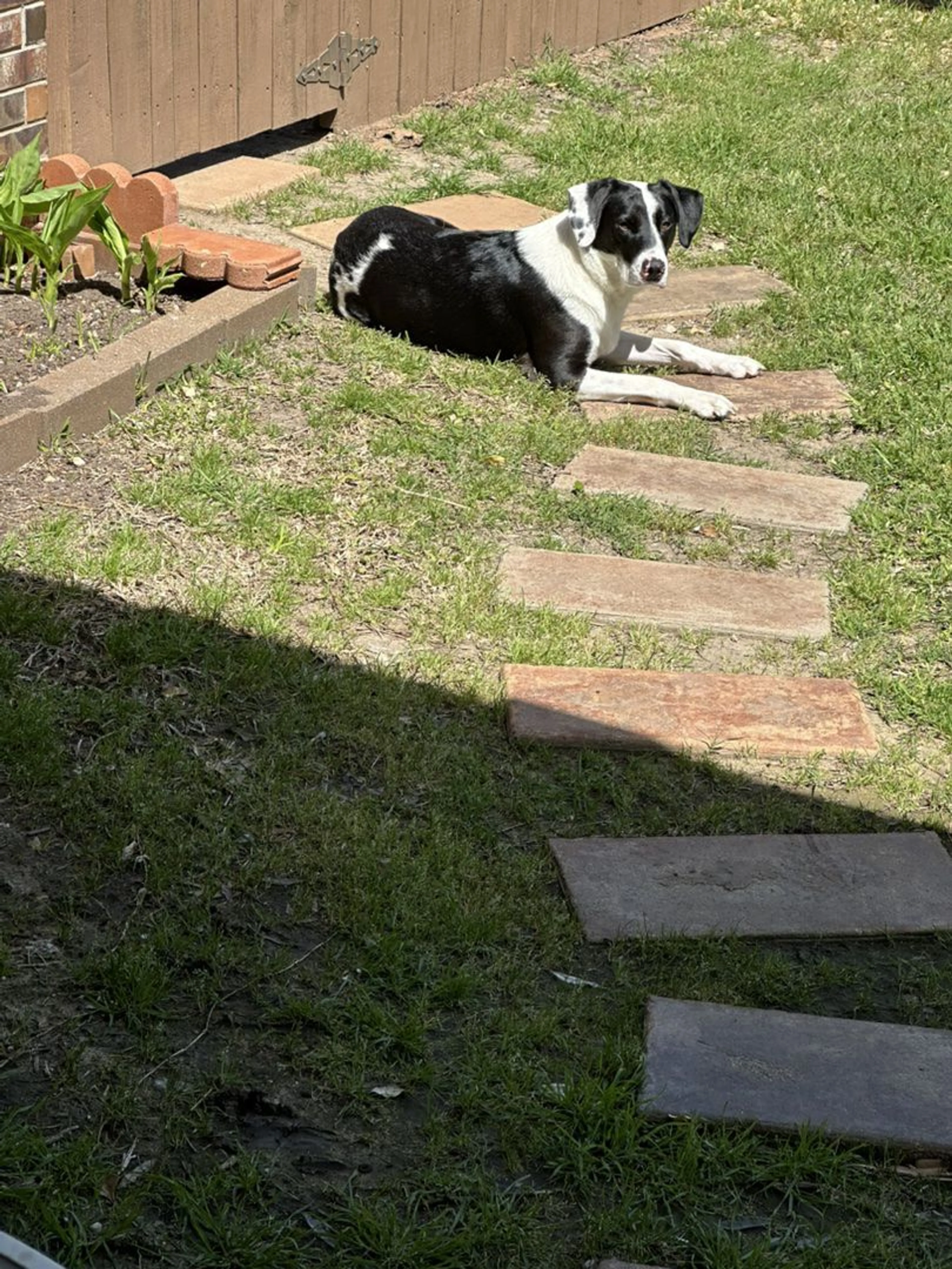Lost pet-0