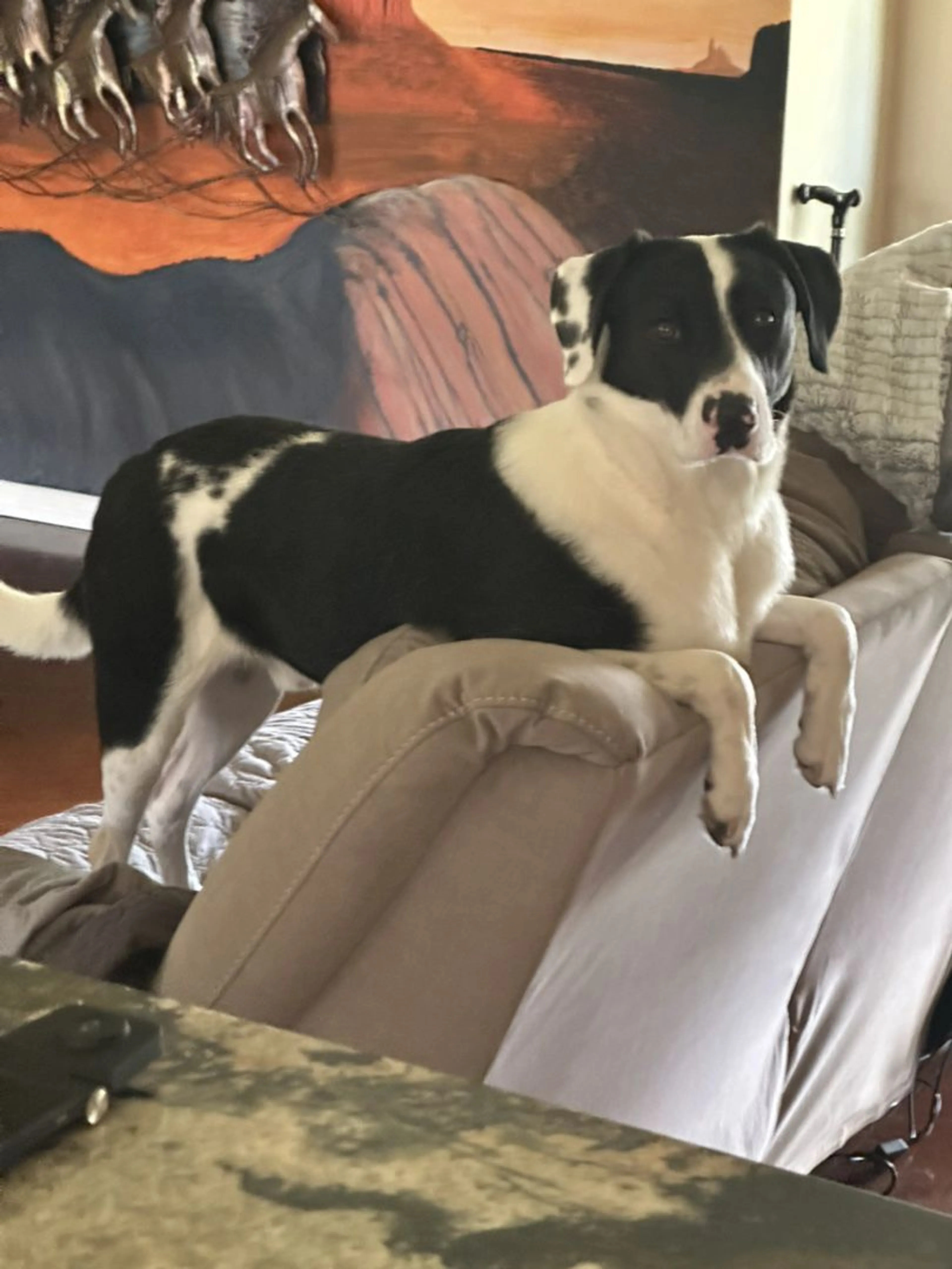 Lost pet-1