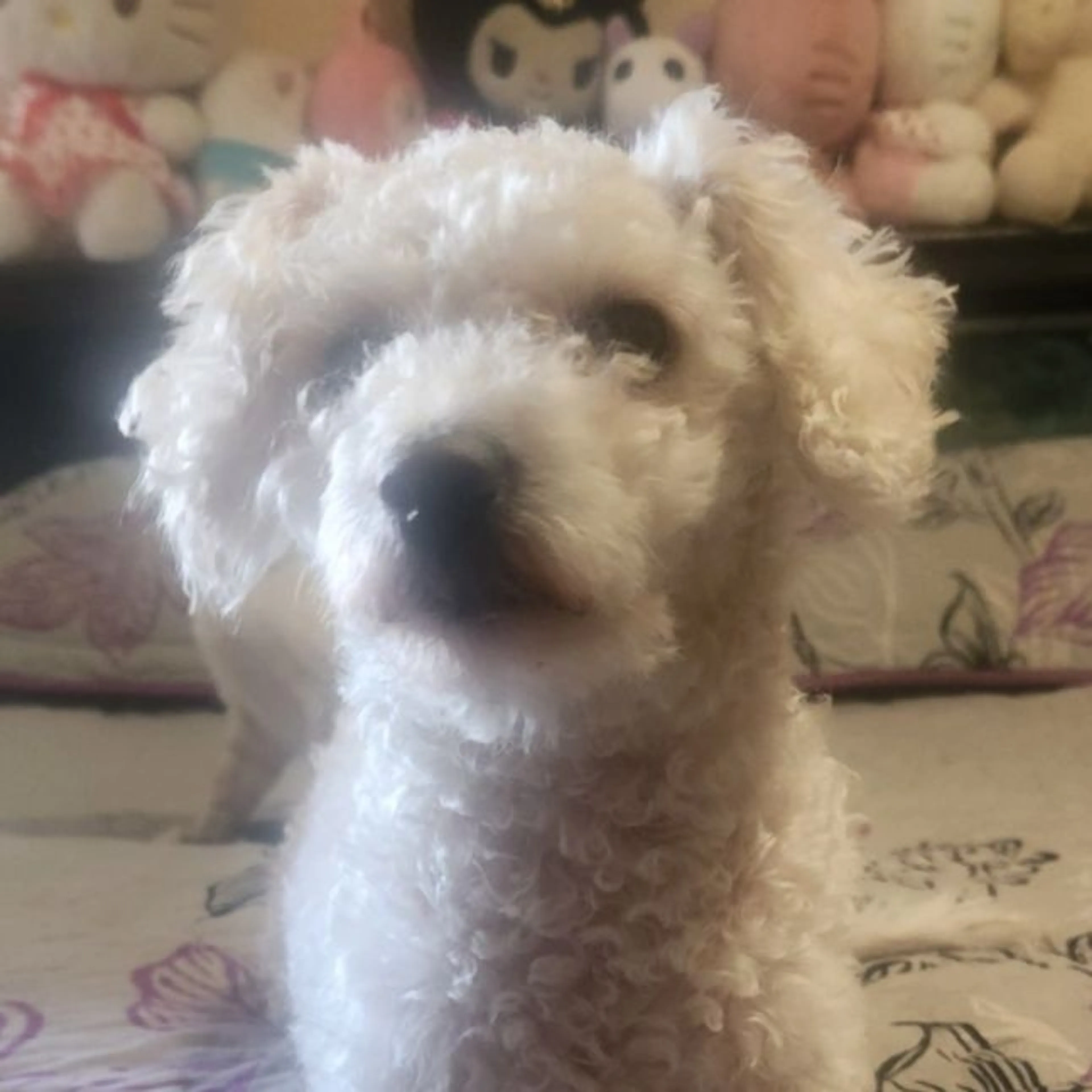 Lost pet