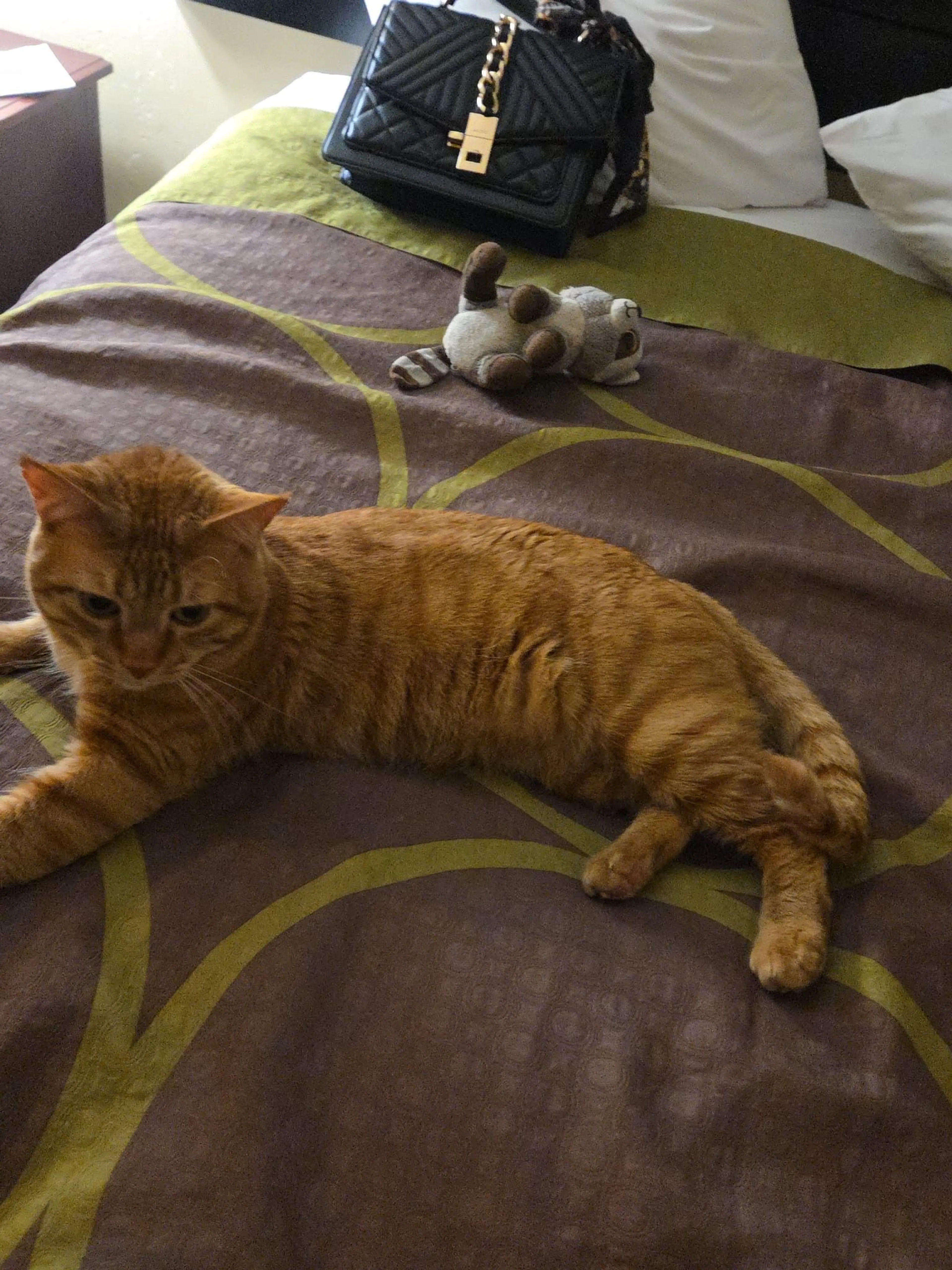 Lost pet-1