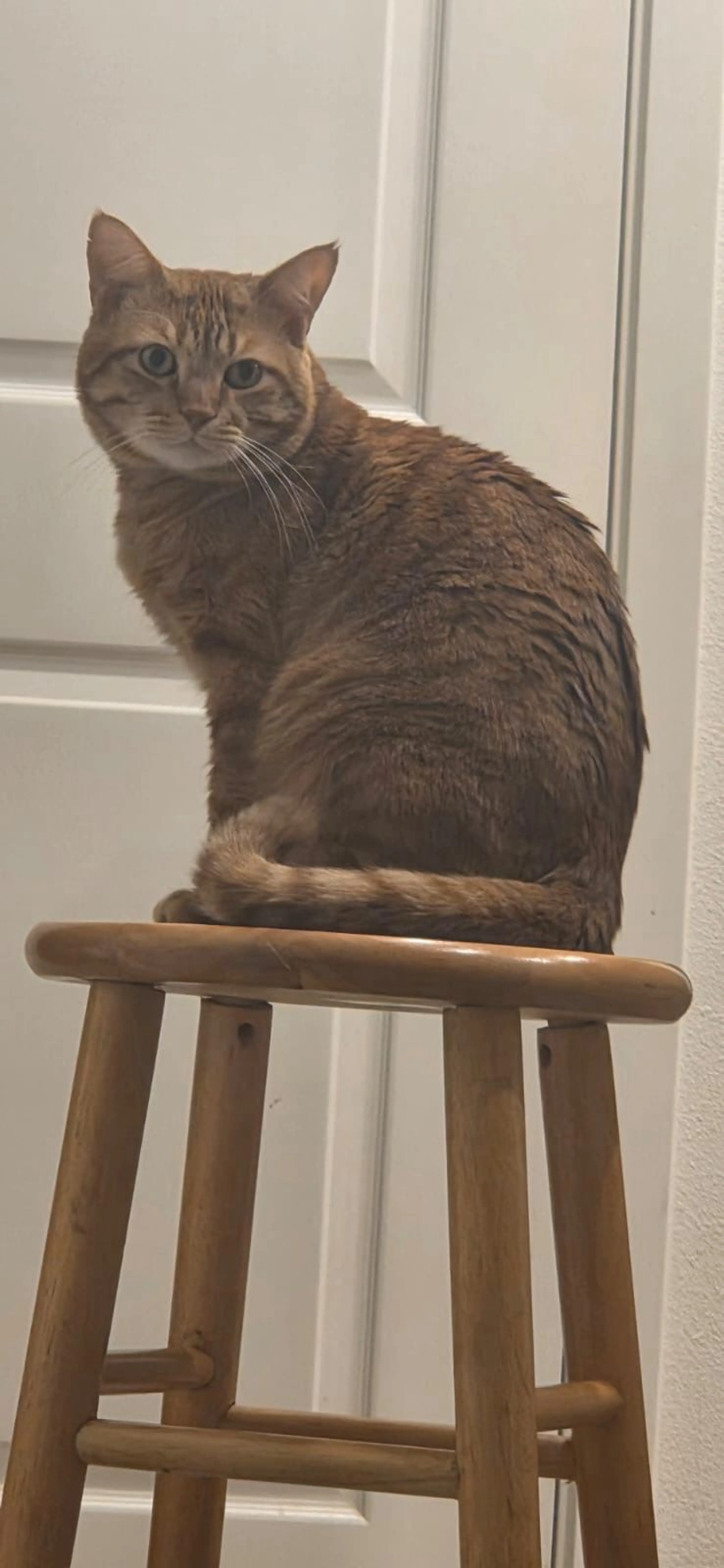 Lost pet-2
