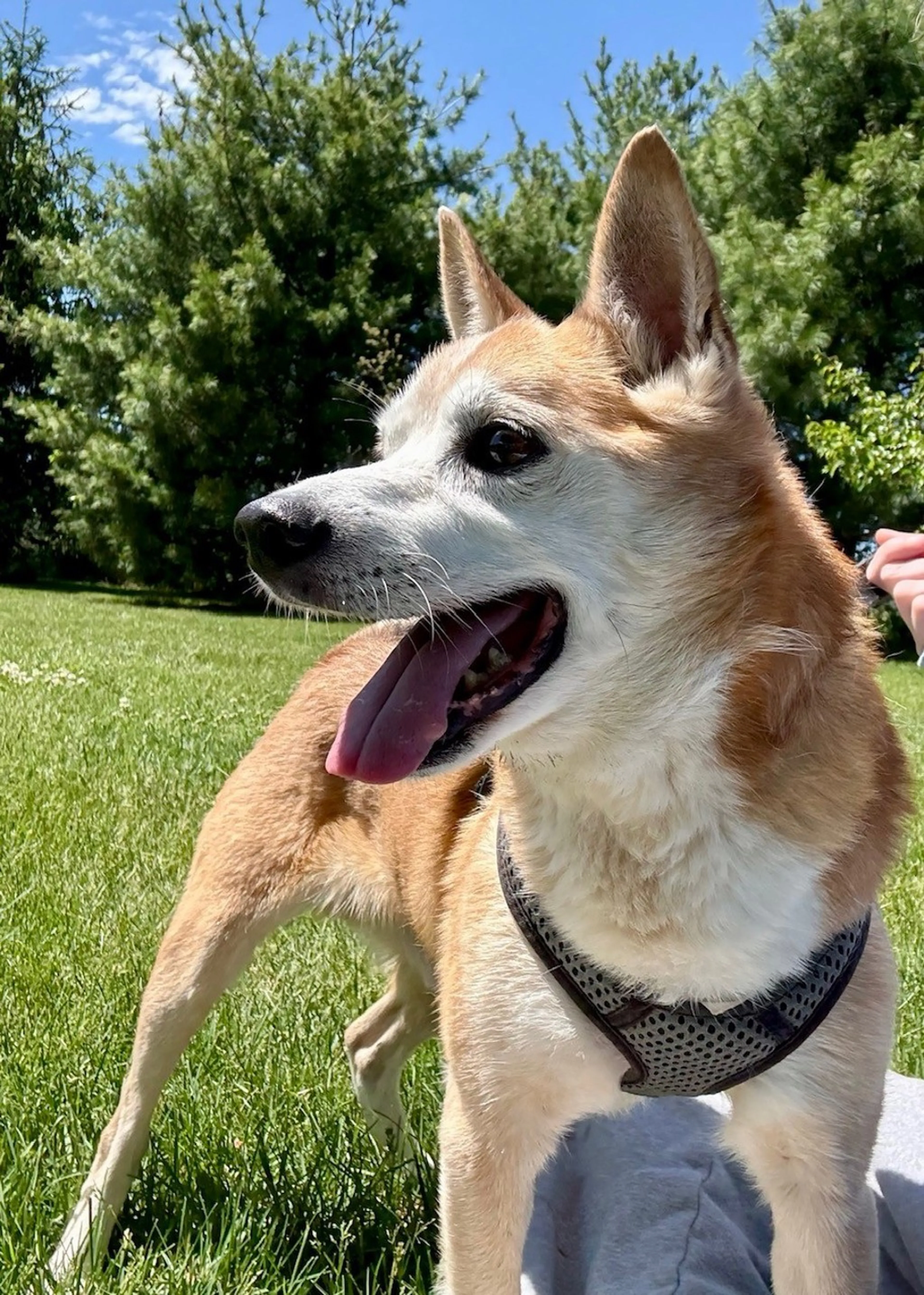 Found pet-1