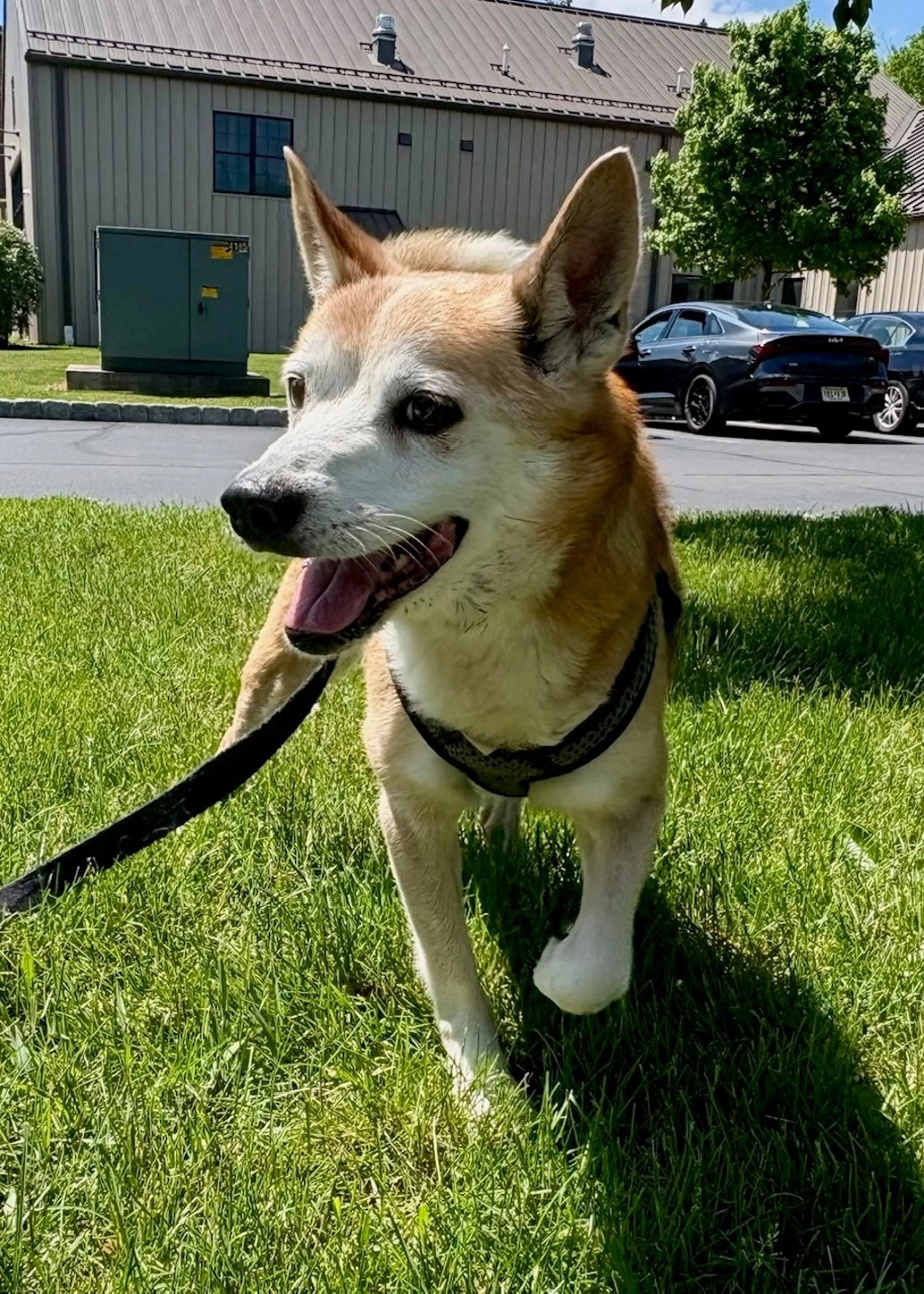 Found pet-2