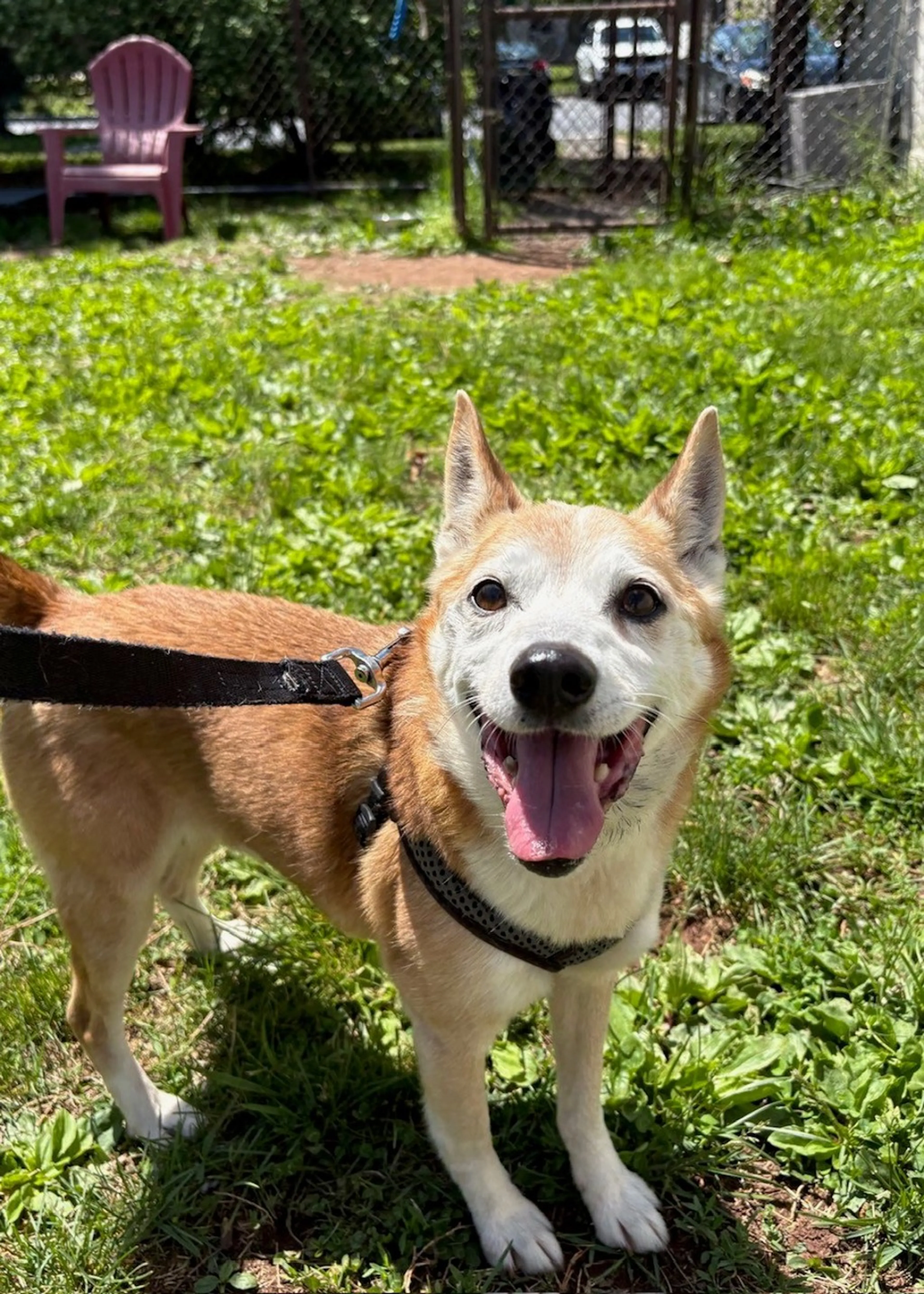 Found pet-3