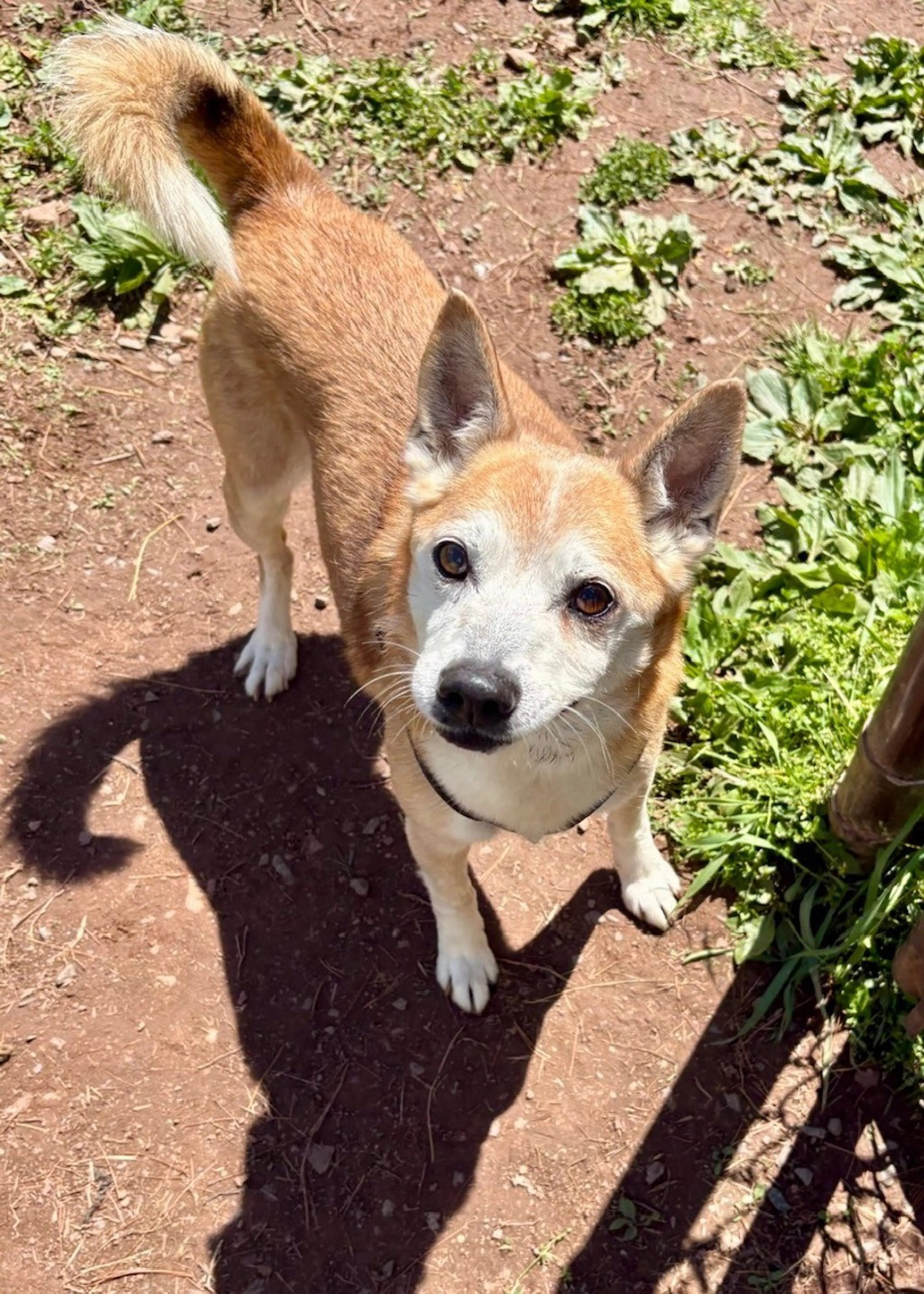 Found pet-4