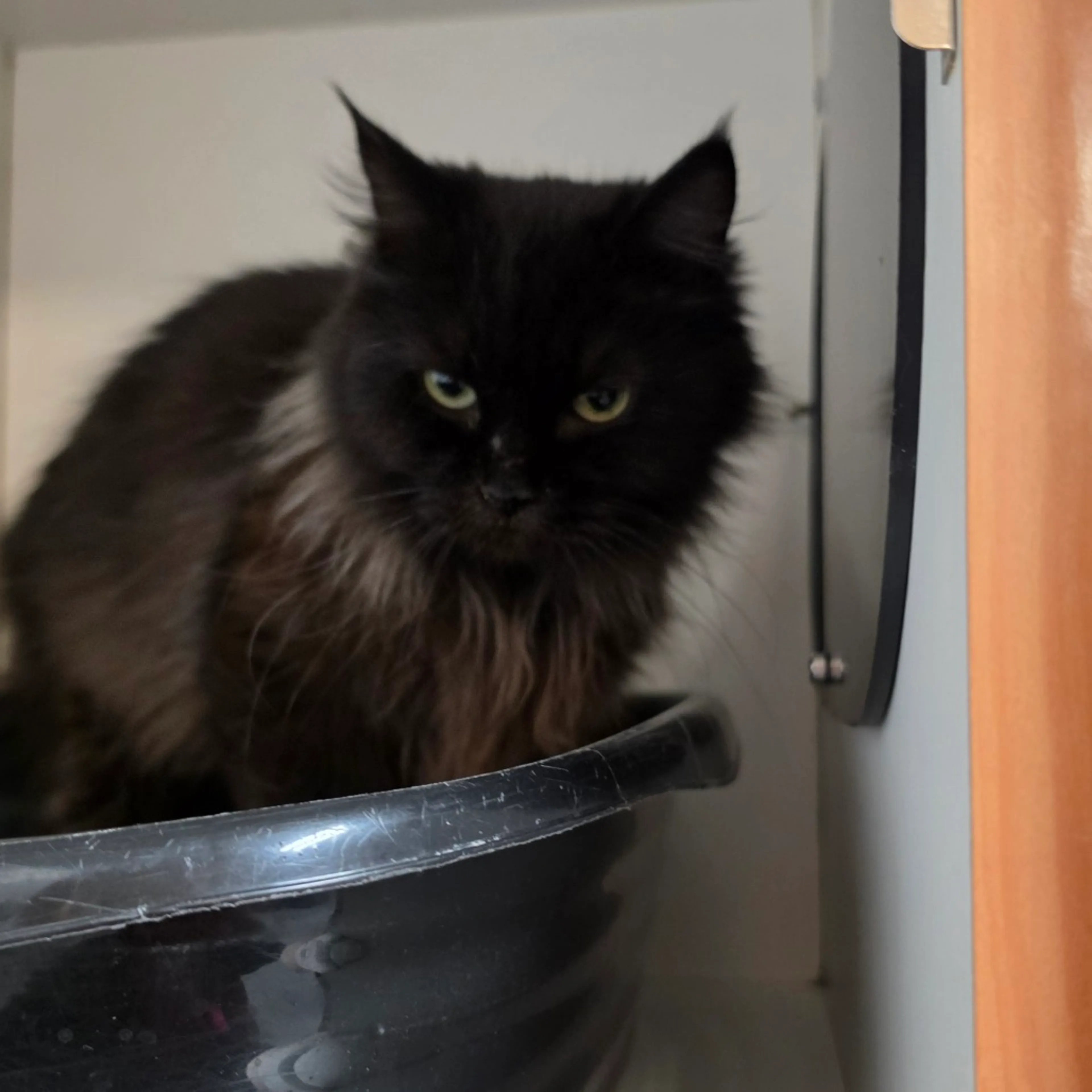Found pet-1