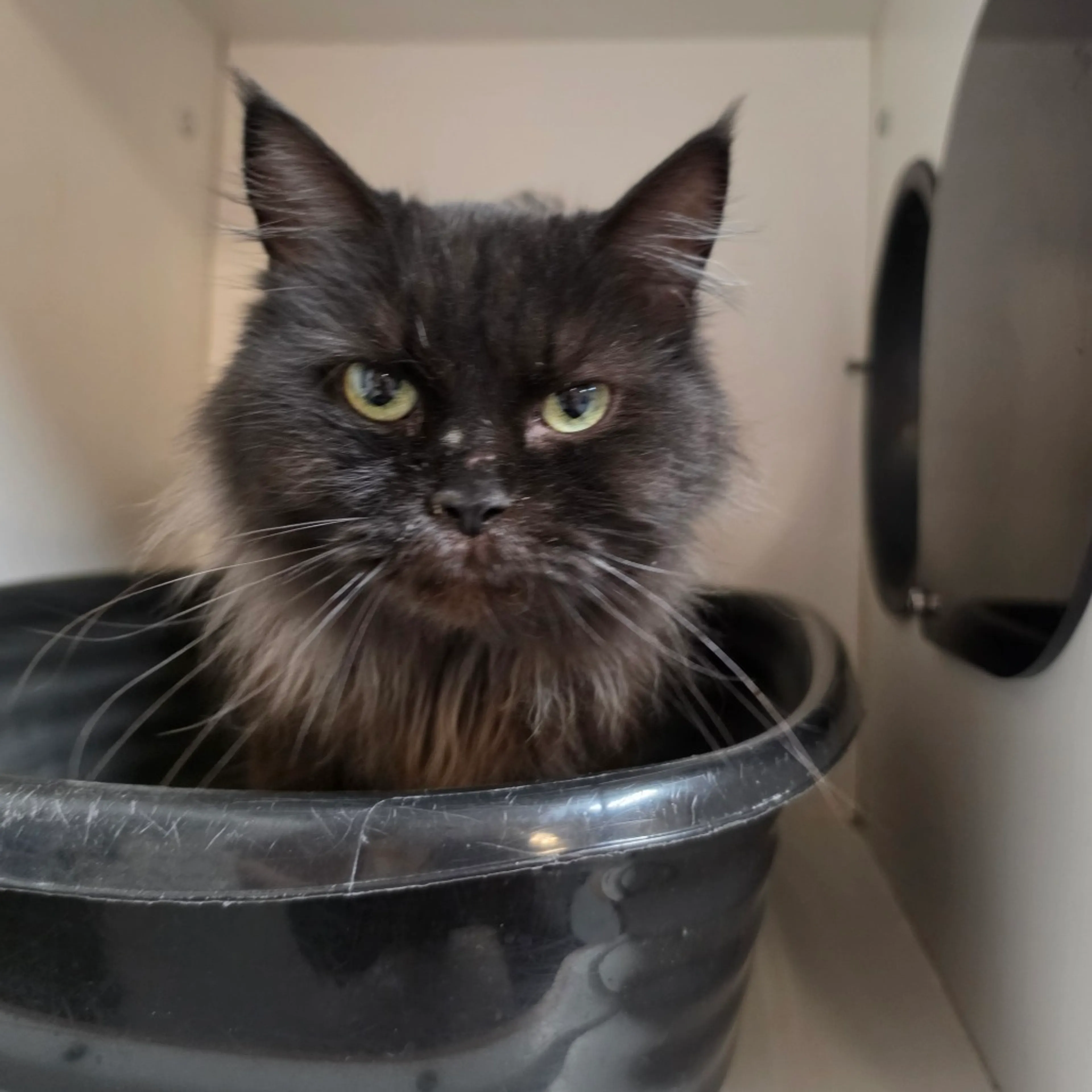 Found pet-0