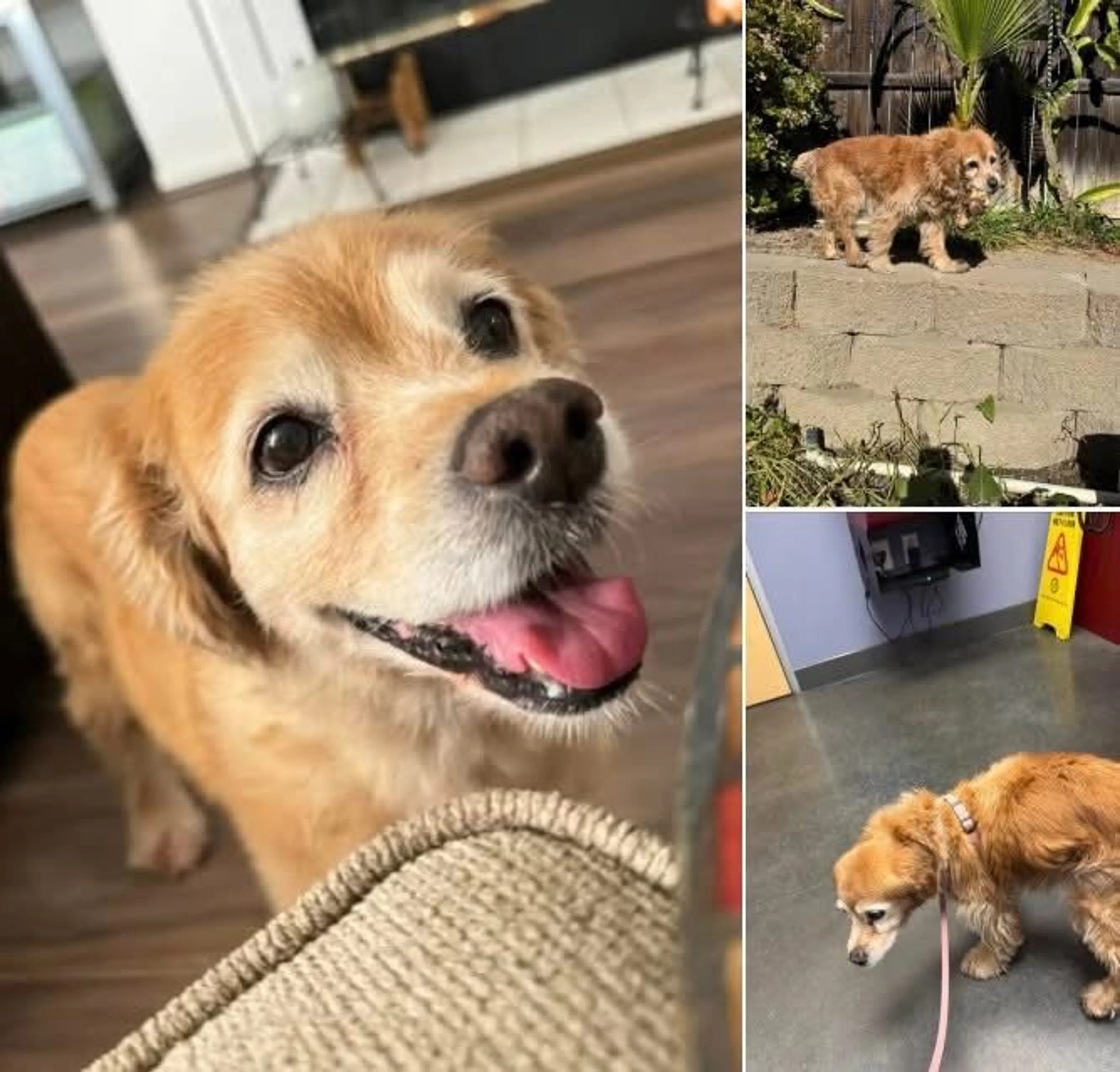 Lost pet