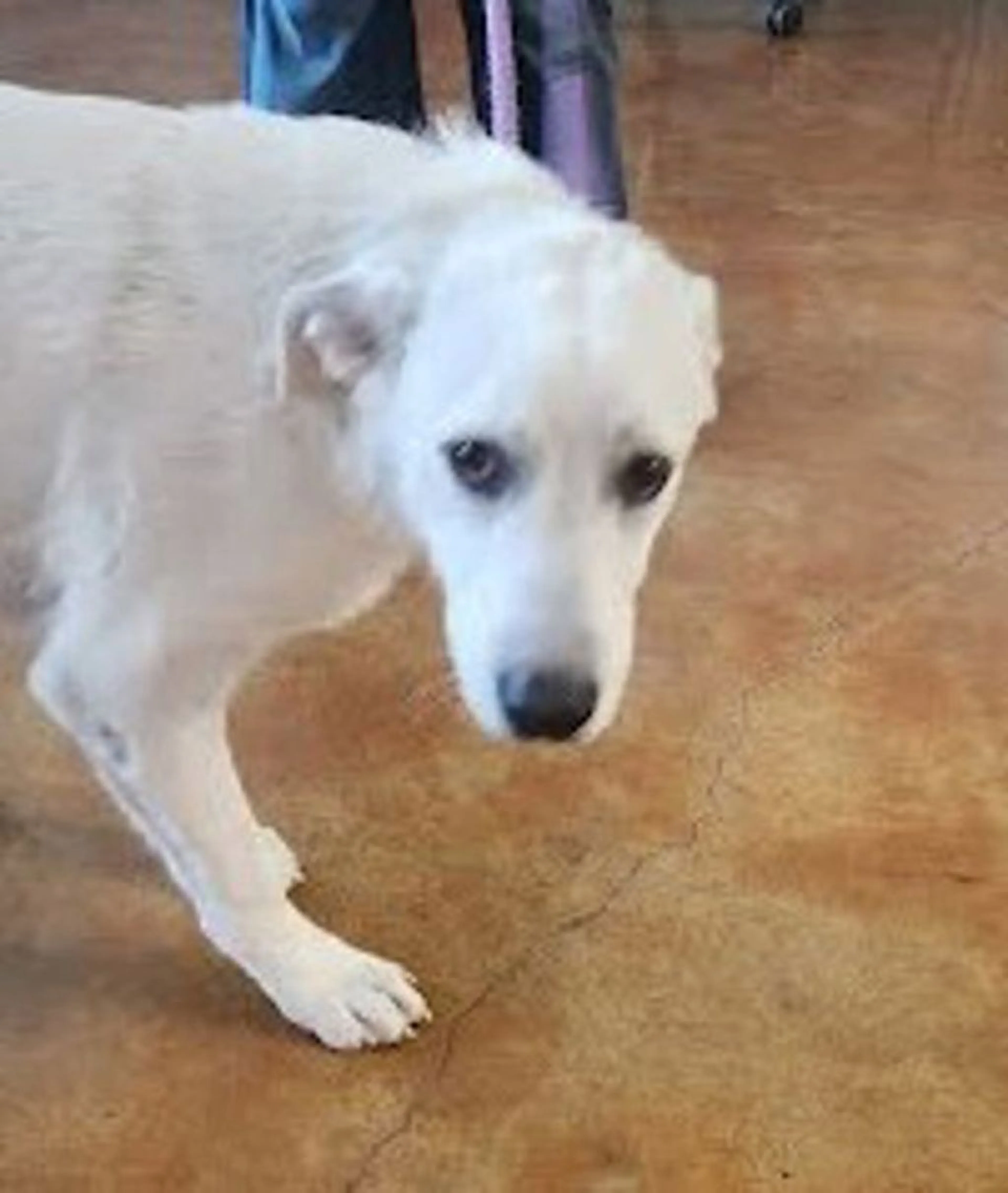 Found pet-3