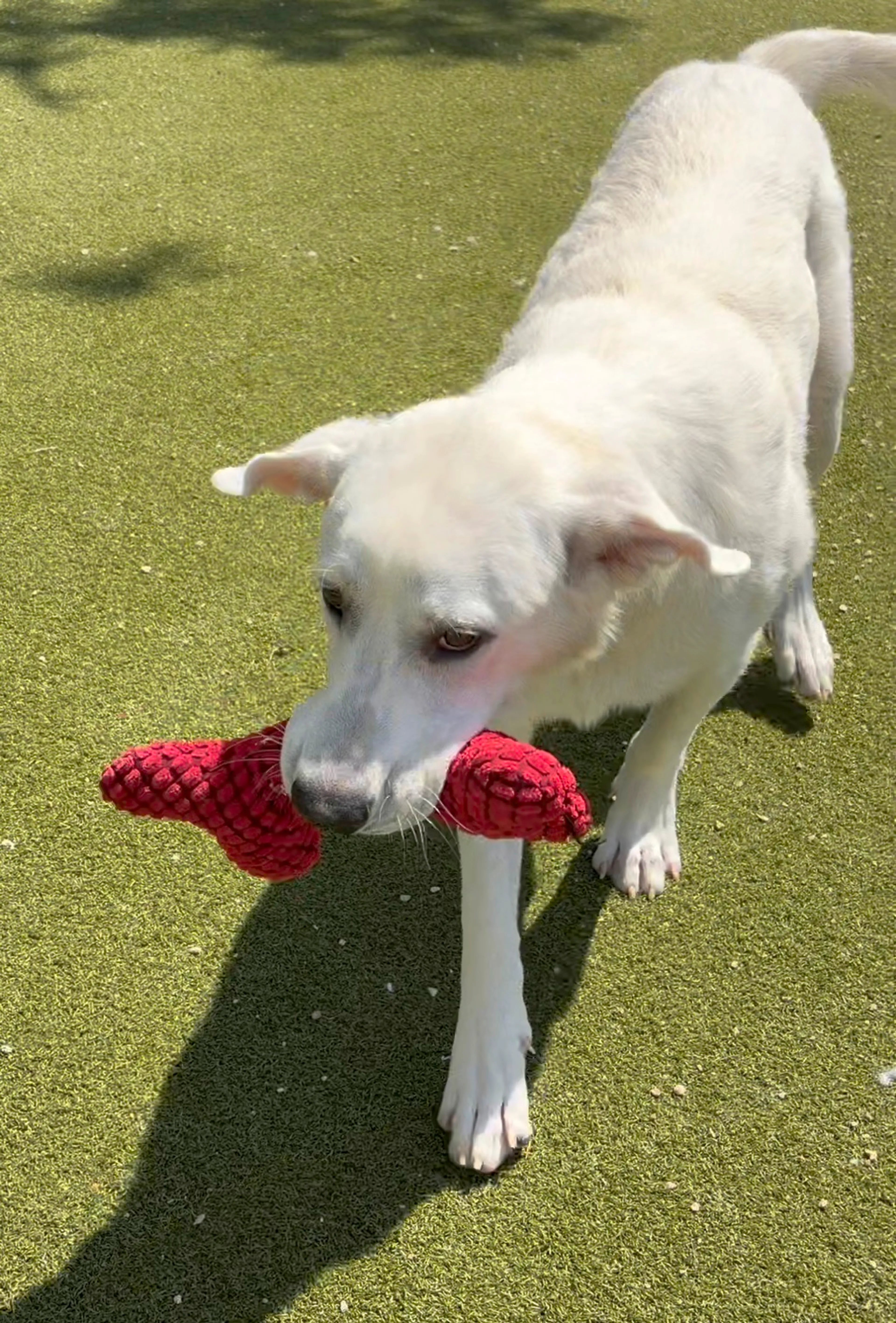 Found pet-1