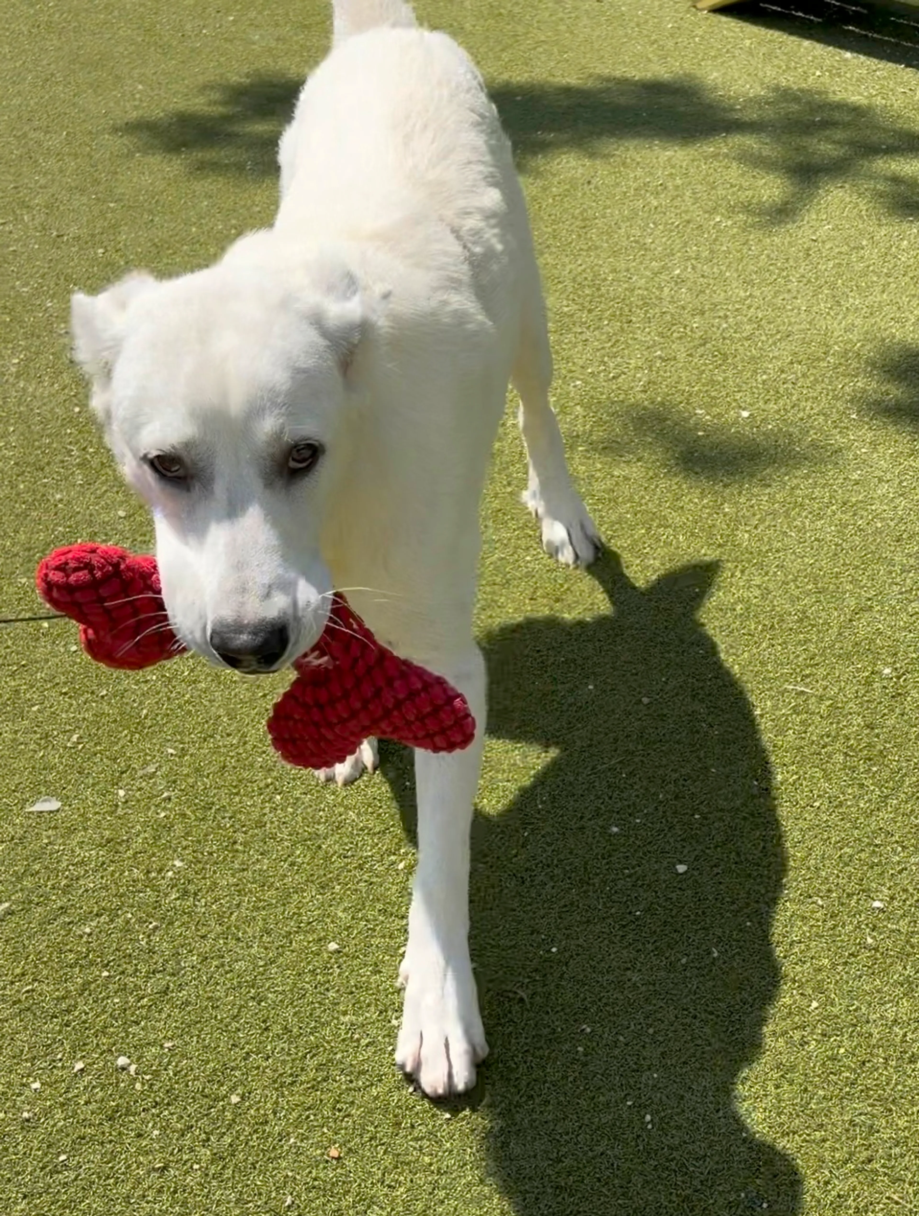 Found pet-4
