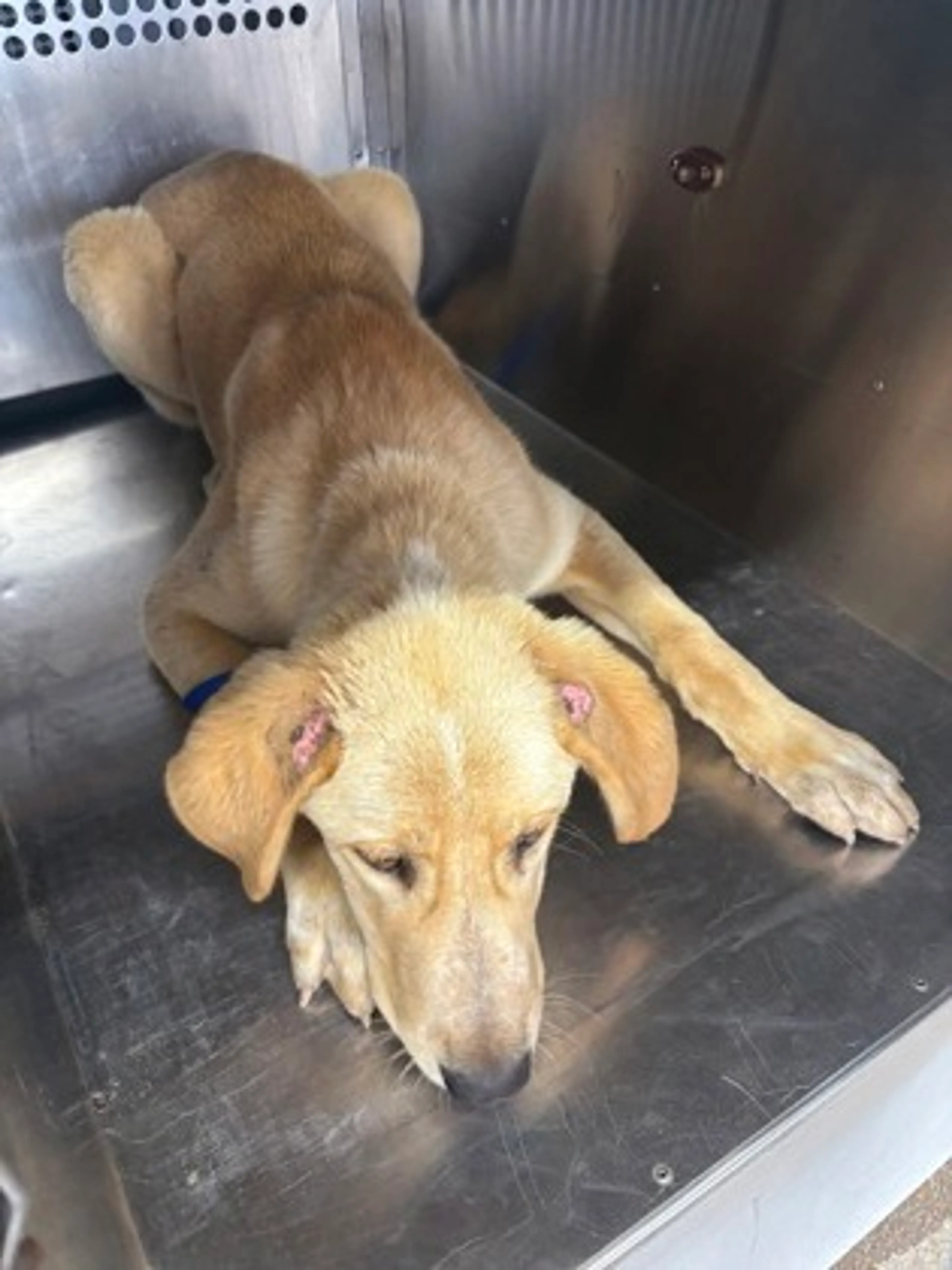 Found pet-1