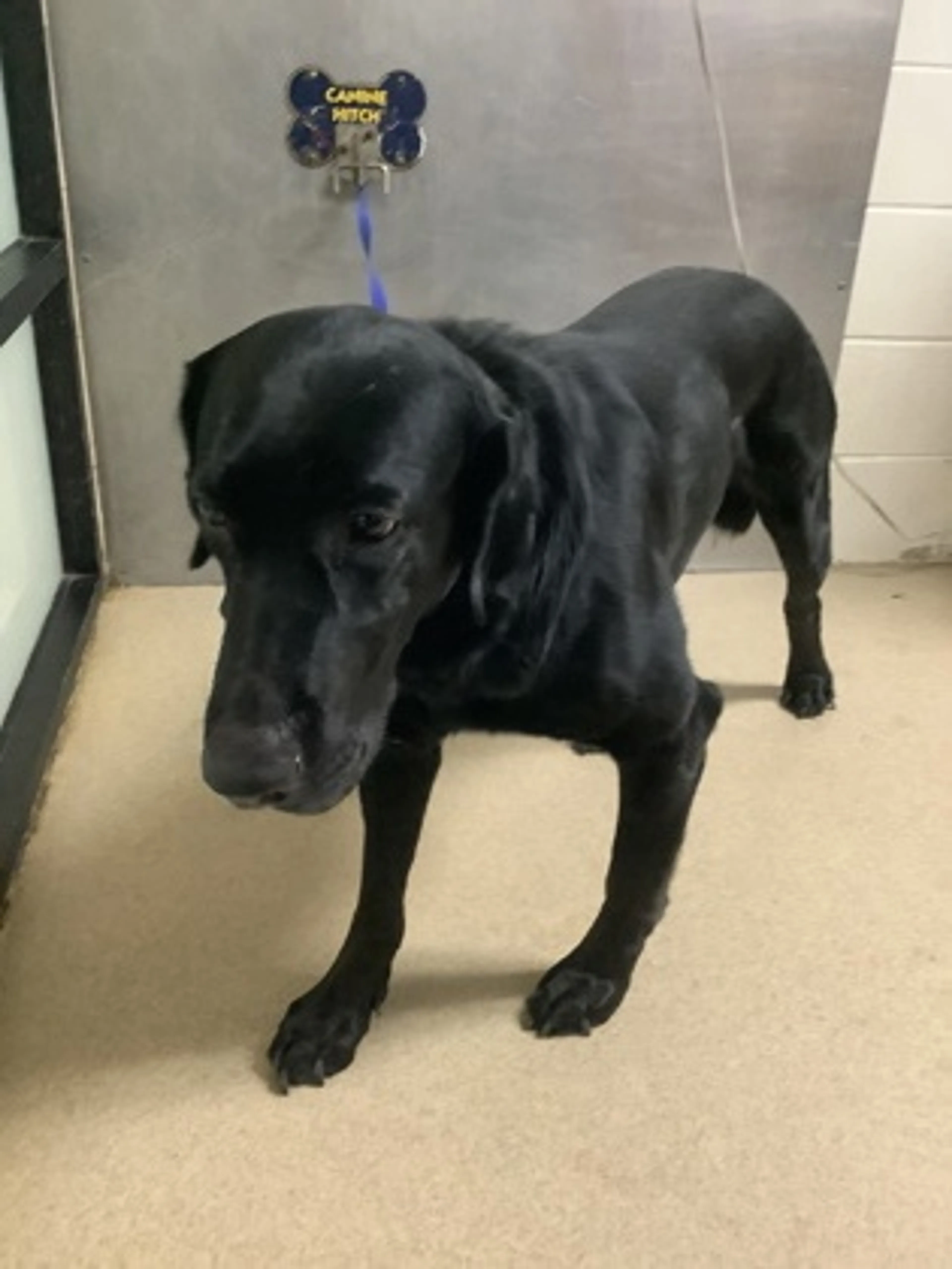Found pet