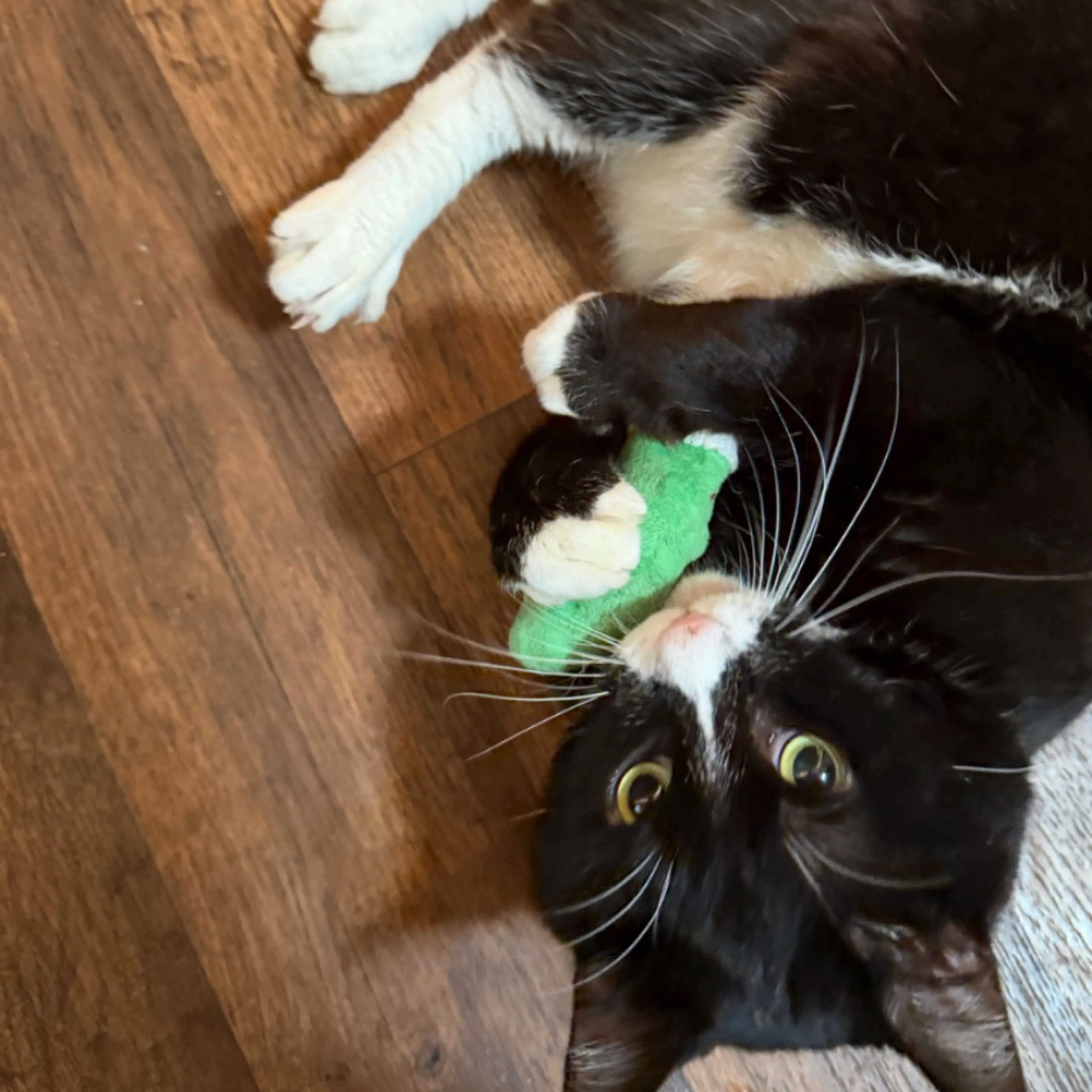 Lost pet