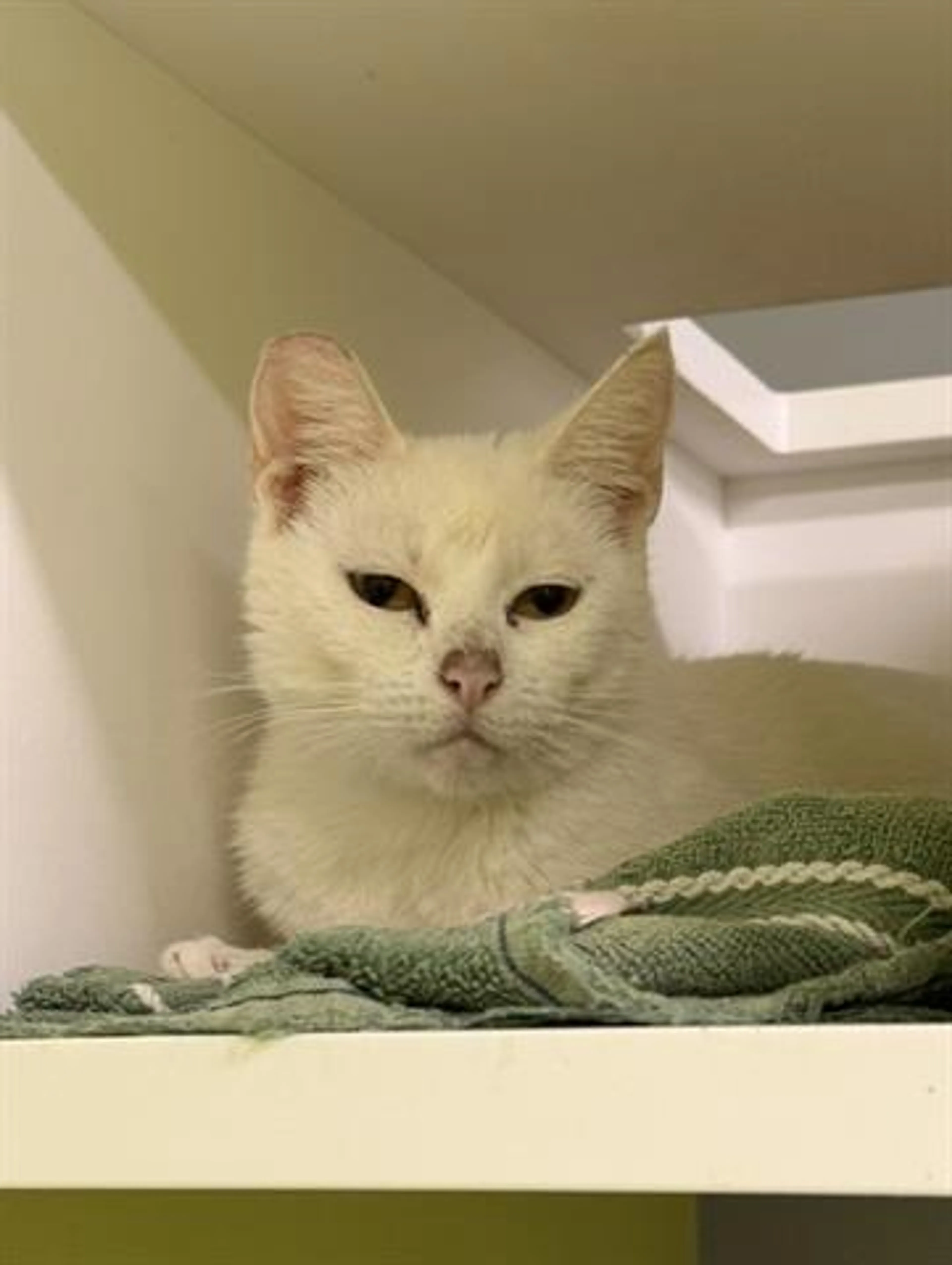Found pet