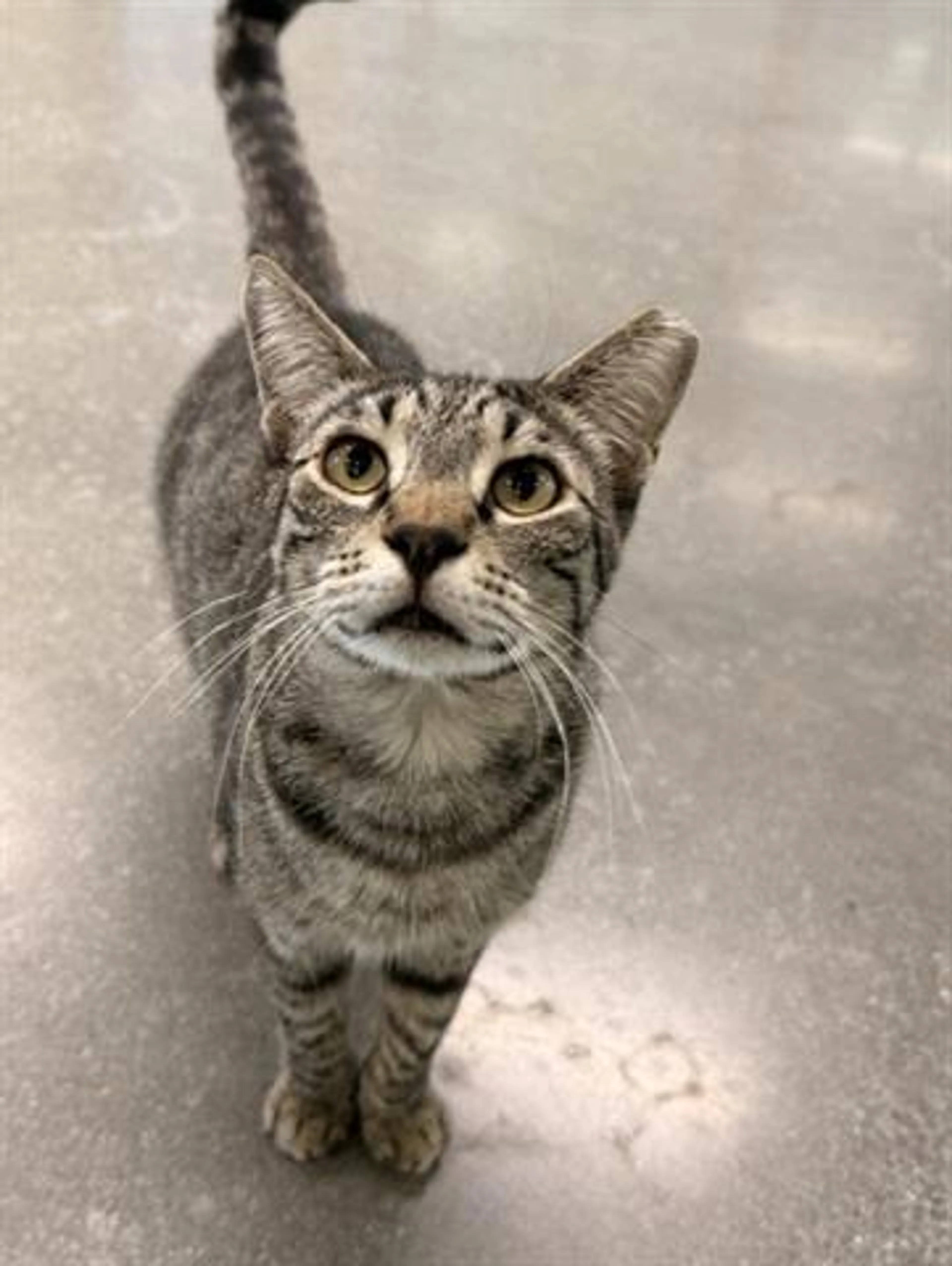 Found pet