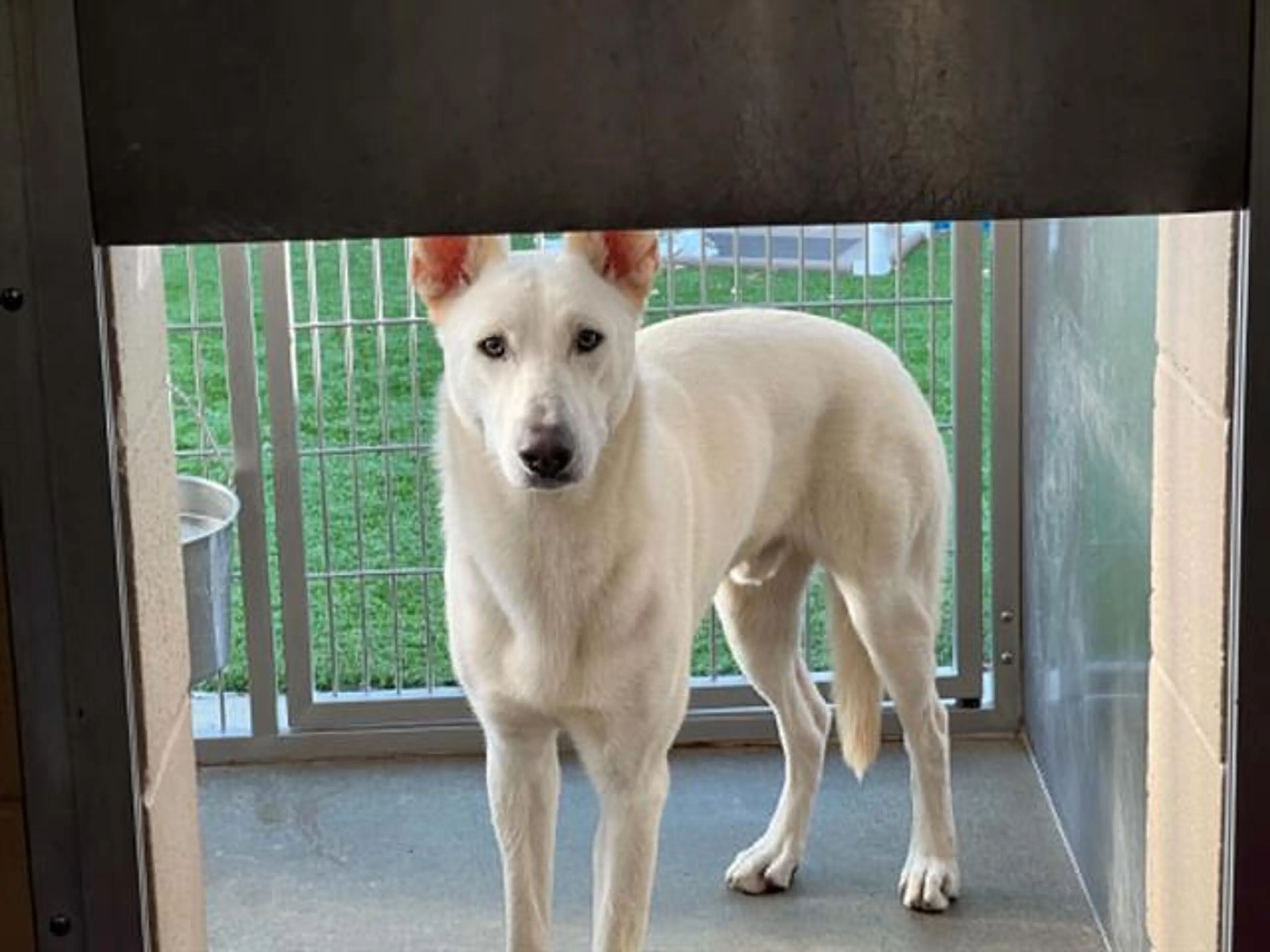 Found pet