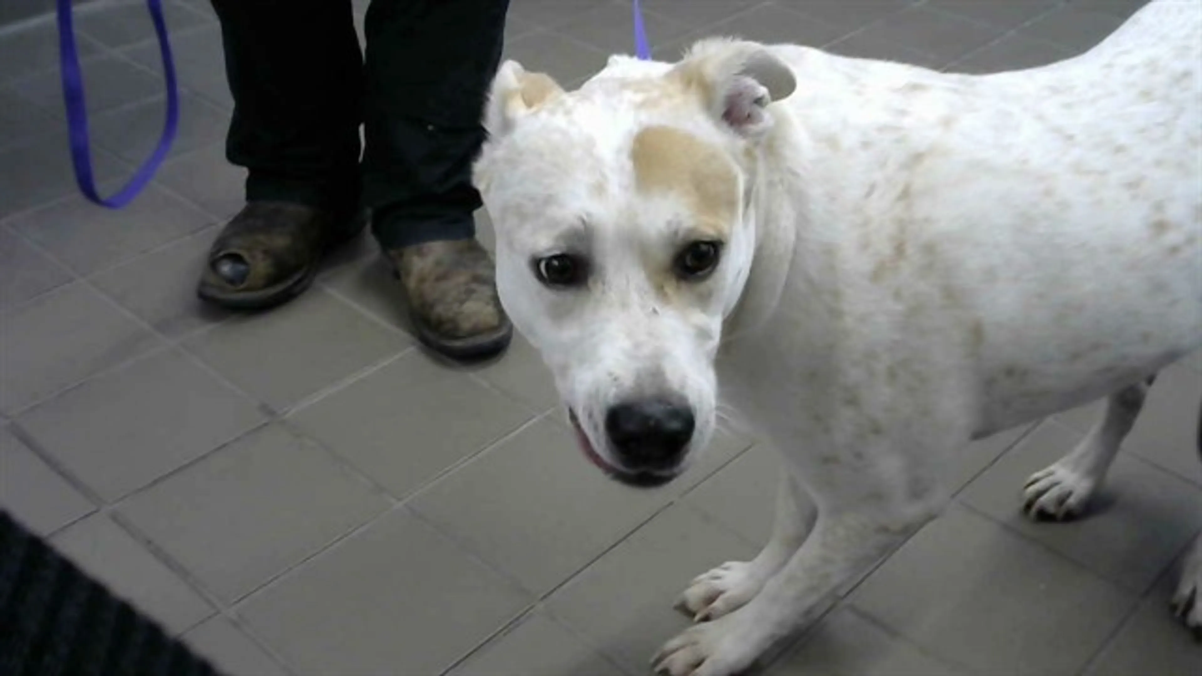 Found pet