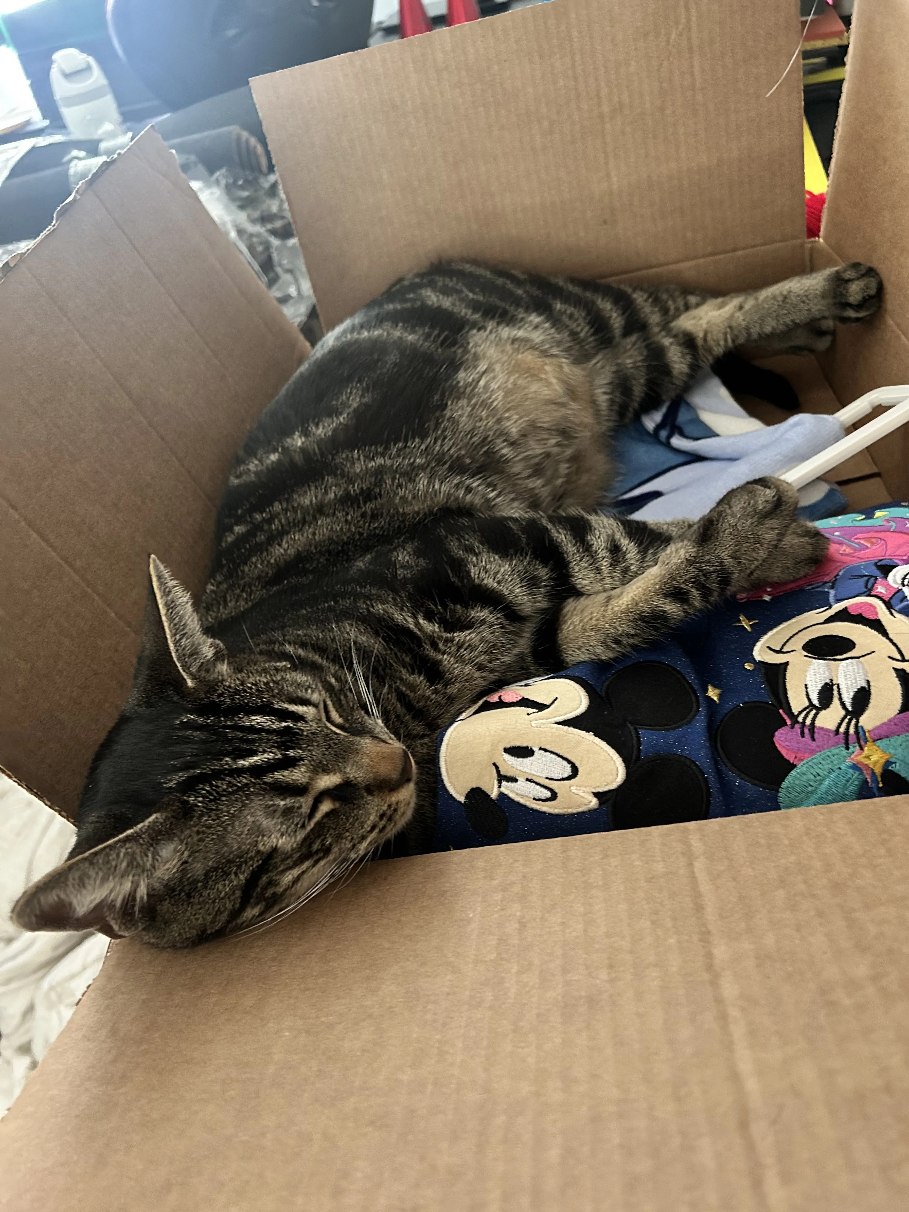 Lost pet-1